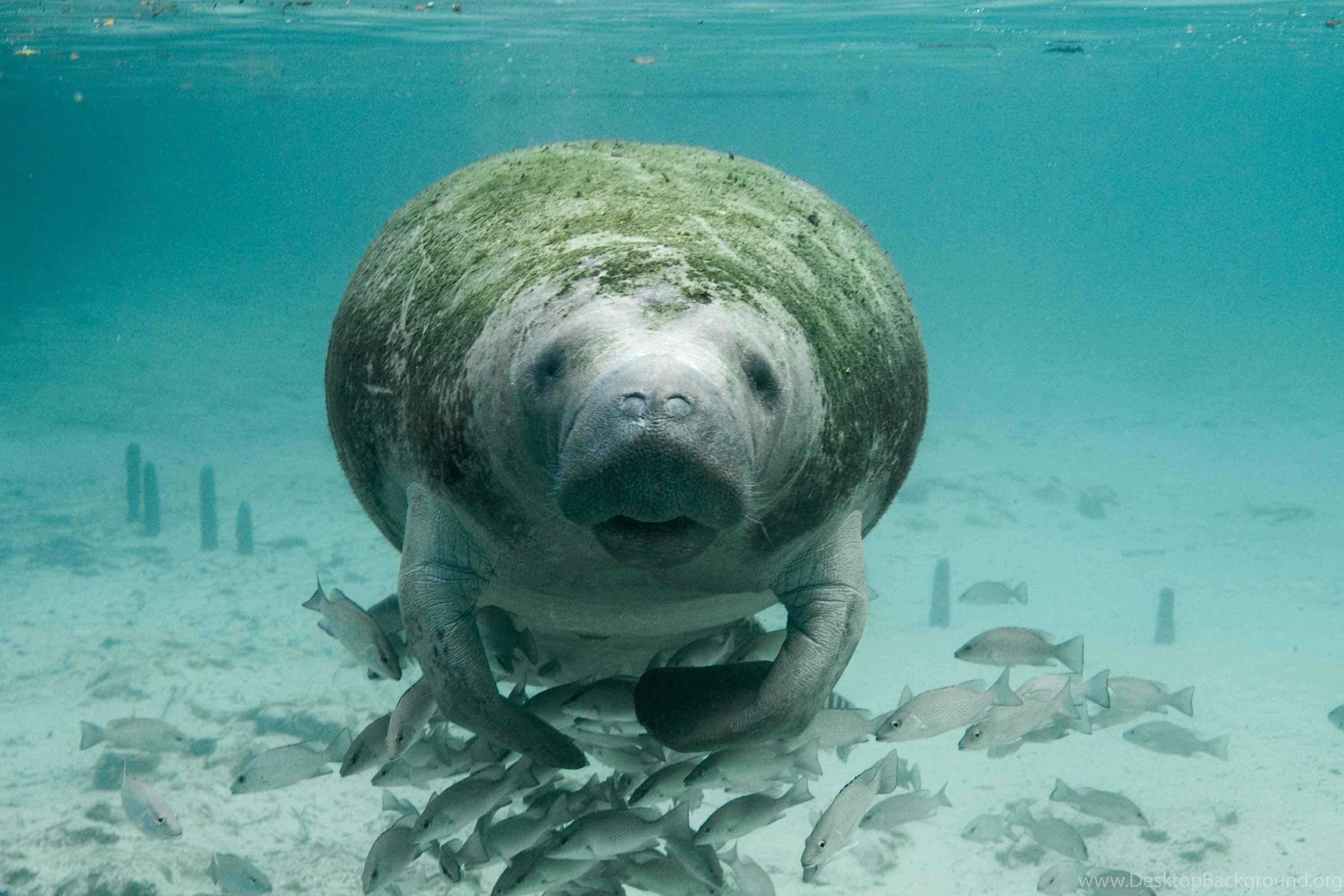 3000x2000 Manatee Mermaid Legend Wallpaper. Desktop Background