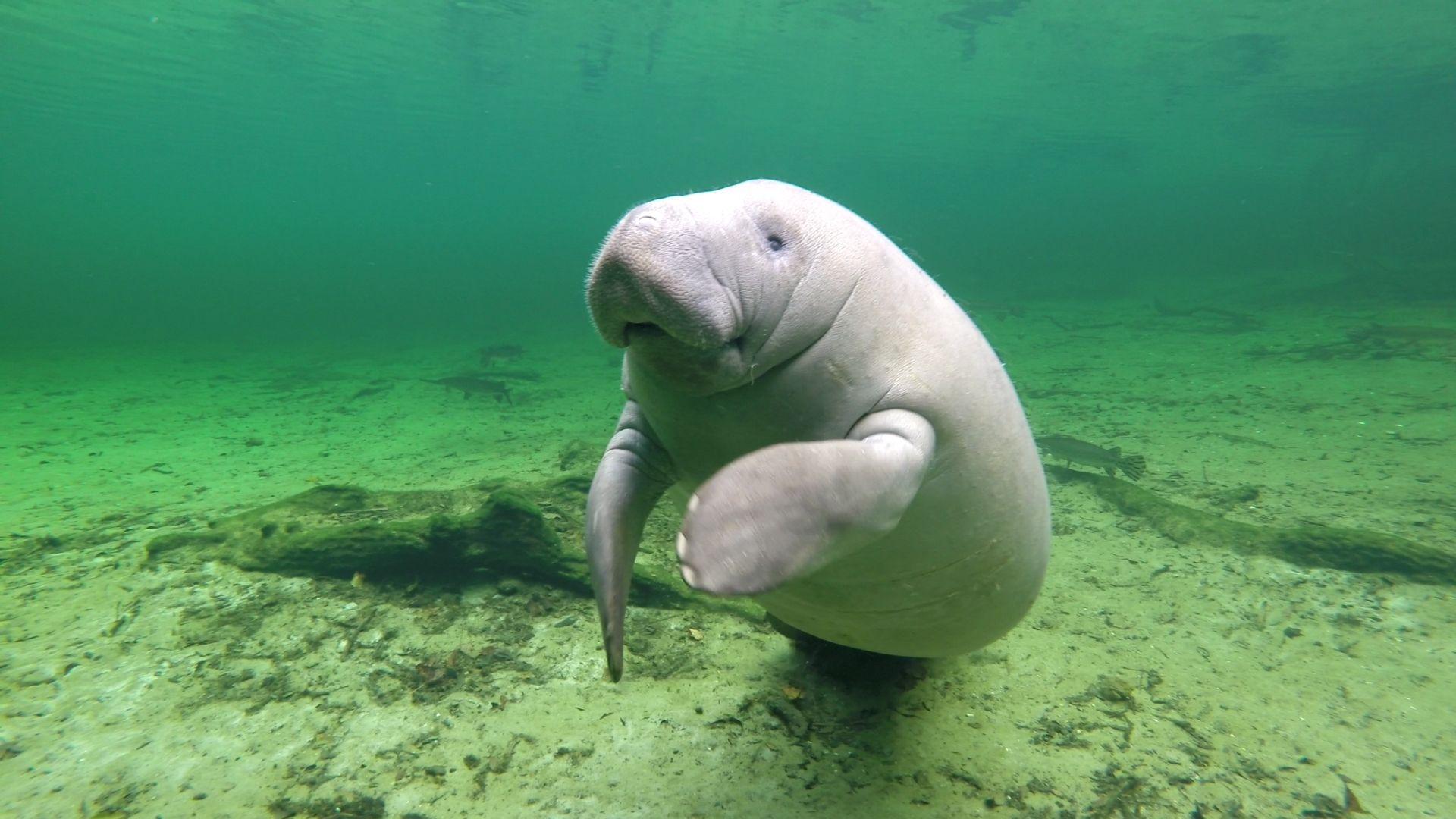 1920x1080 Manatee Awareness Month: Where to see the sea cows