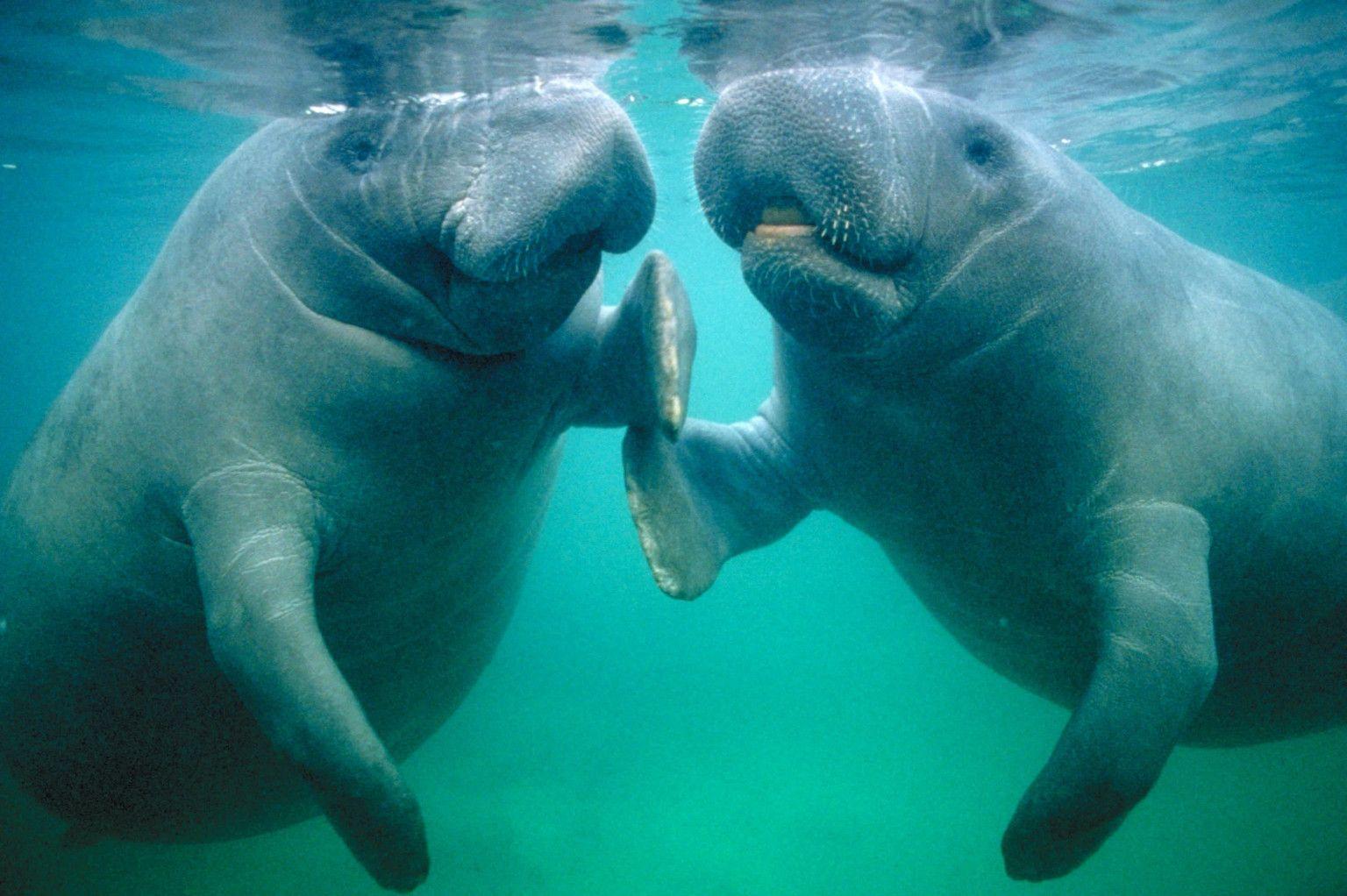 1536x1022 Dugong Wallpaper. Dugong Wallpaper