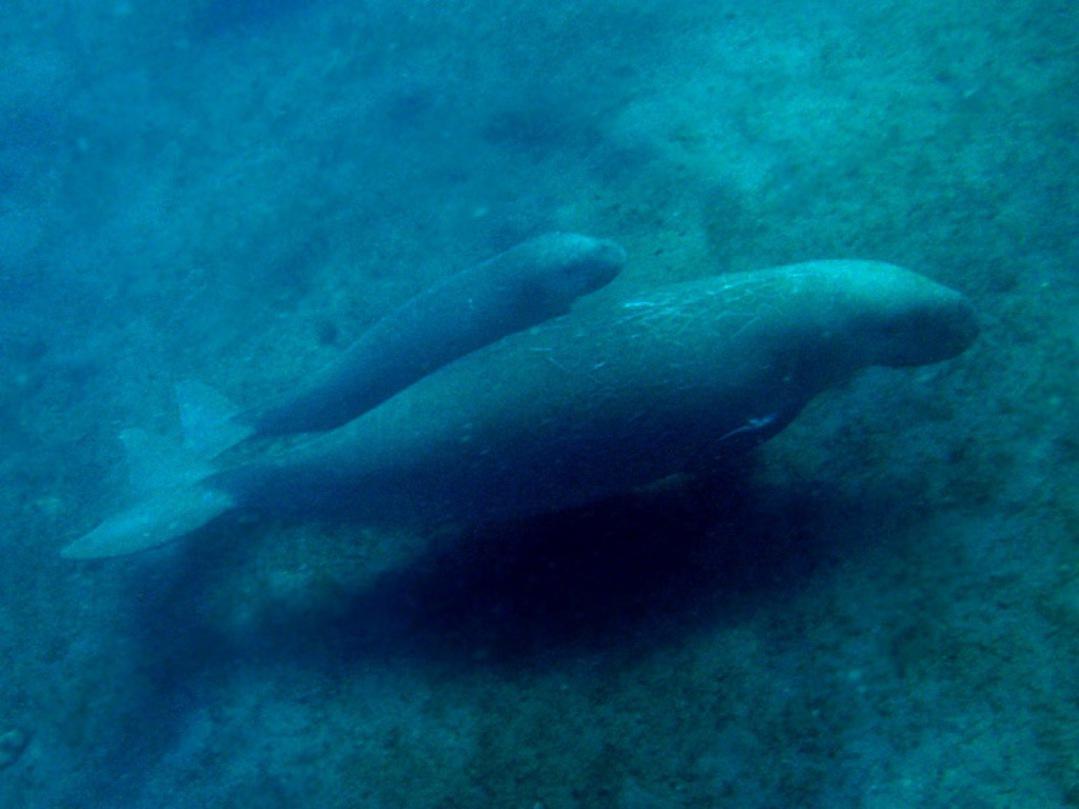 1079x809 Baby Manatee Wallpaper Picture HD for Android