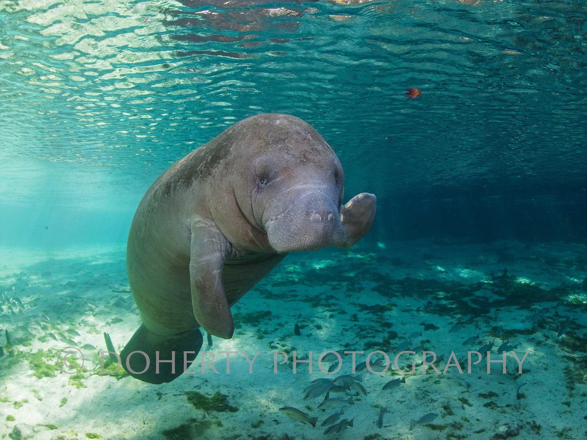 Baby Manatee Wallpapers Top Free Baby Manatee Backgrounds
