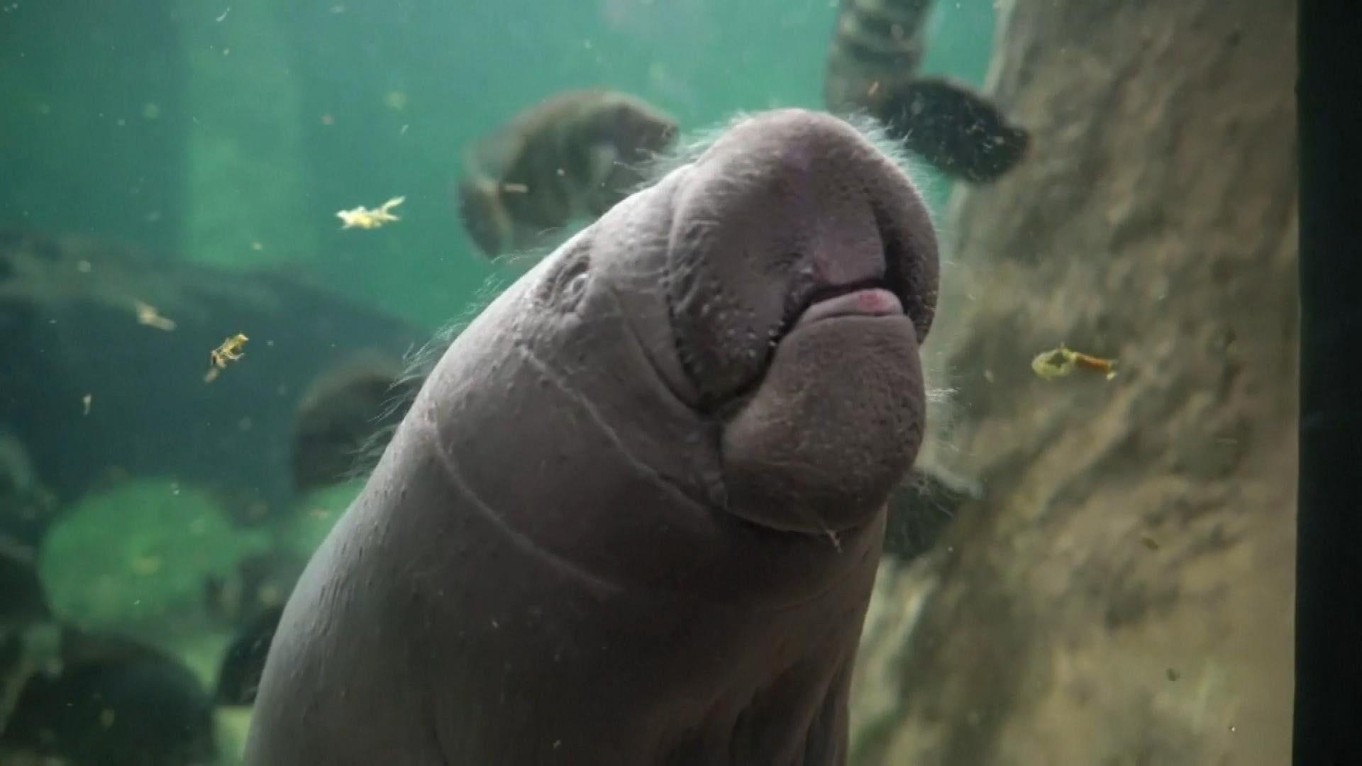 Baby Manatee Wallpapers - Top Free Baby Manatee Backgrounds