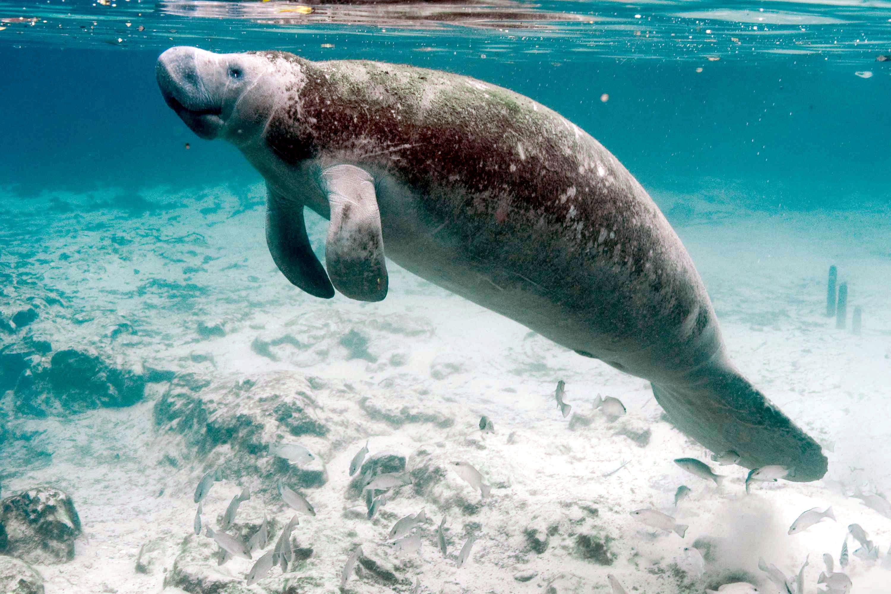 3000x2000 Cool Facts About Manatees