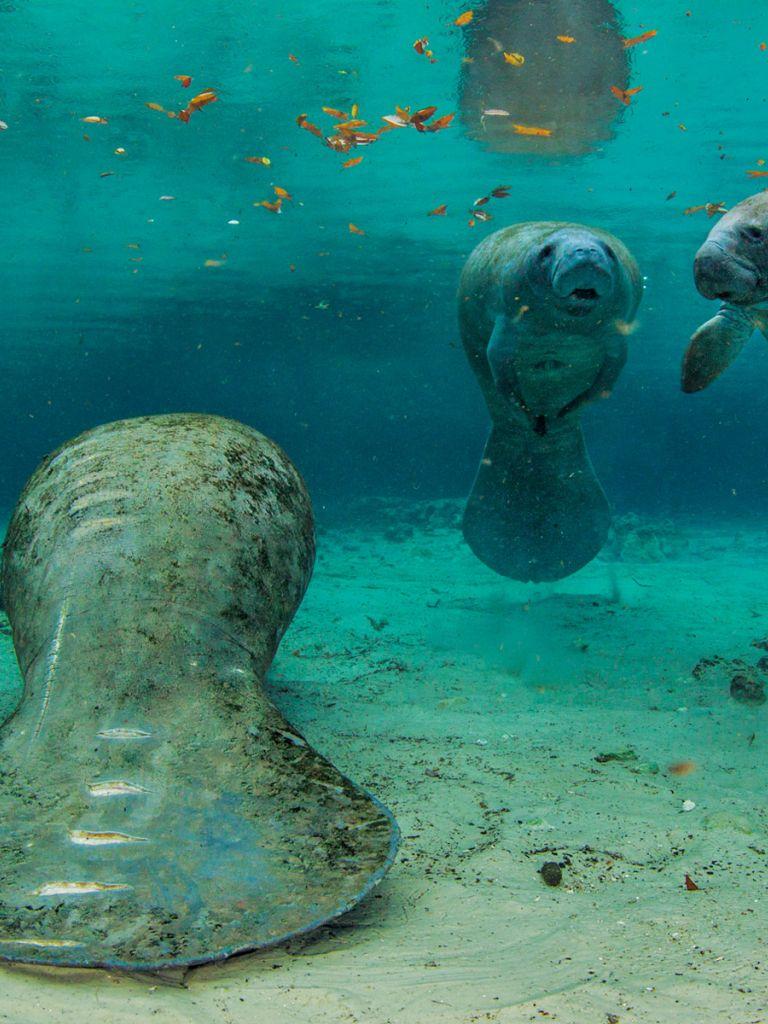 768x1024 Free download Photography Desktop Wallpaper National Geographic Magazine [1600x1200] for your Desktop, Mobile & Tablet. Explore Manatee Wallpaper. Dolphin Wallpaper Border