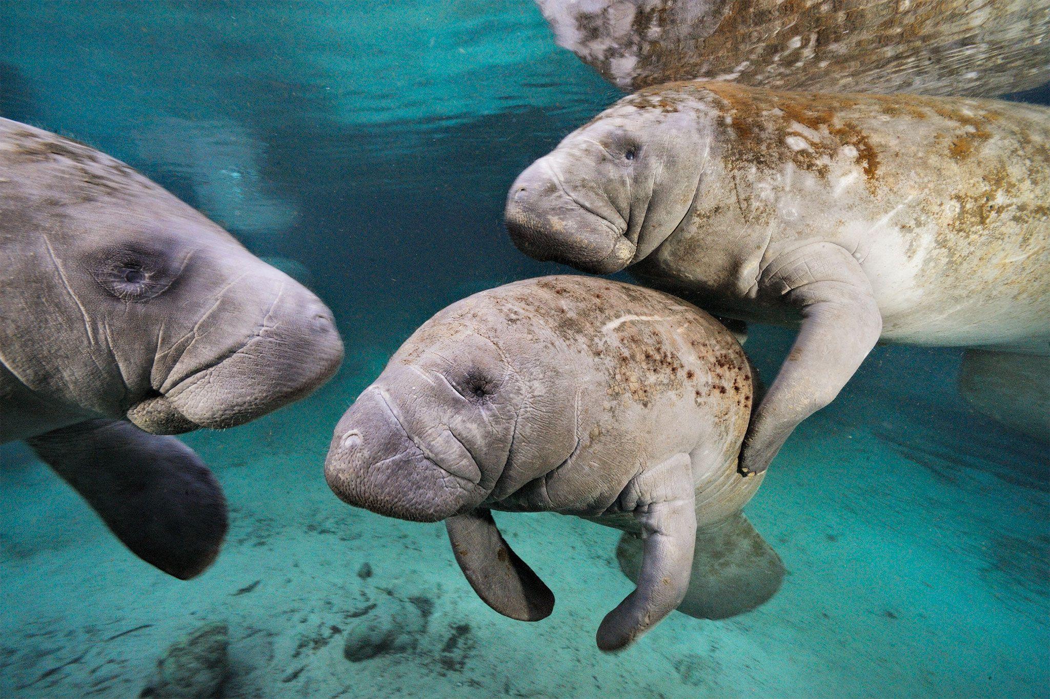 2048x1363 Manatee wallpaper, Animal, HQ Manatee pictureK Wallpaper 2019