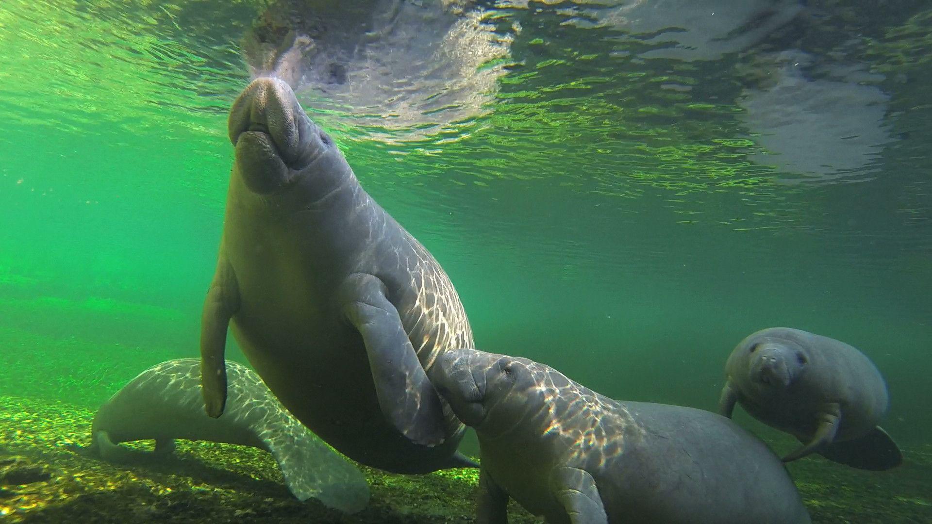 1920x1080 Group wants to stop tourists from touching manatees in Florida