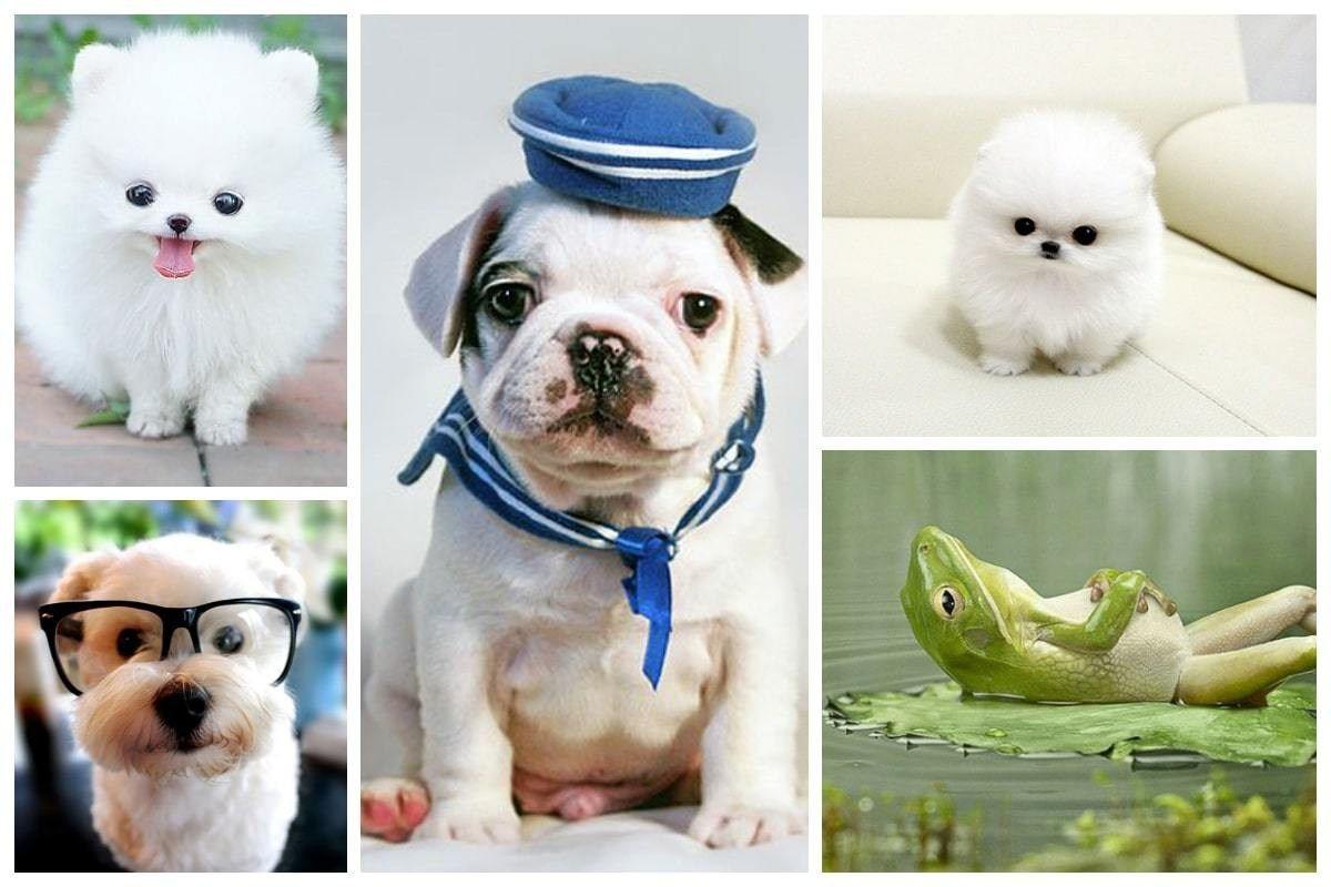 Cute Summer Animals Desktop Wallpapers Top Free Cute Summer Animals