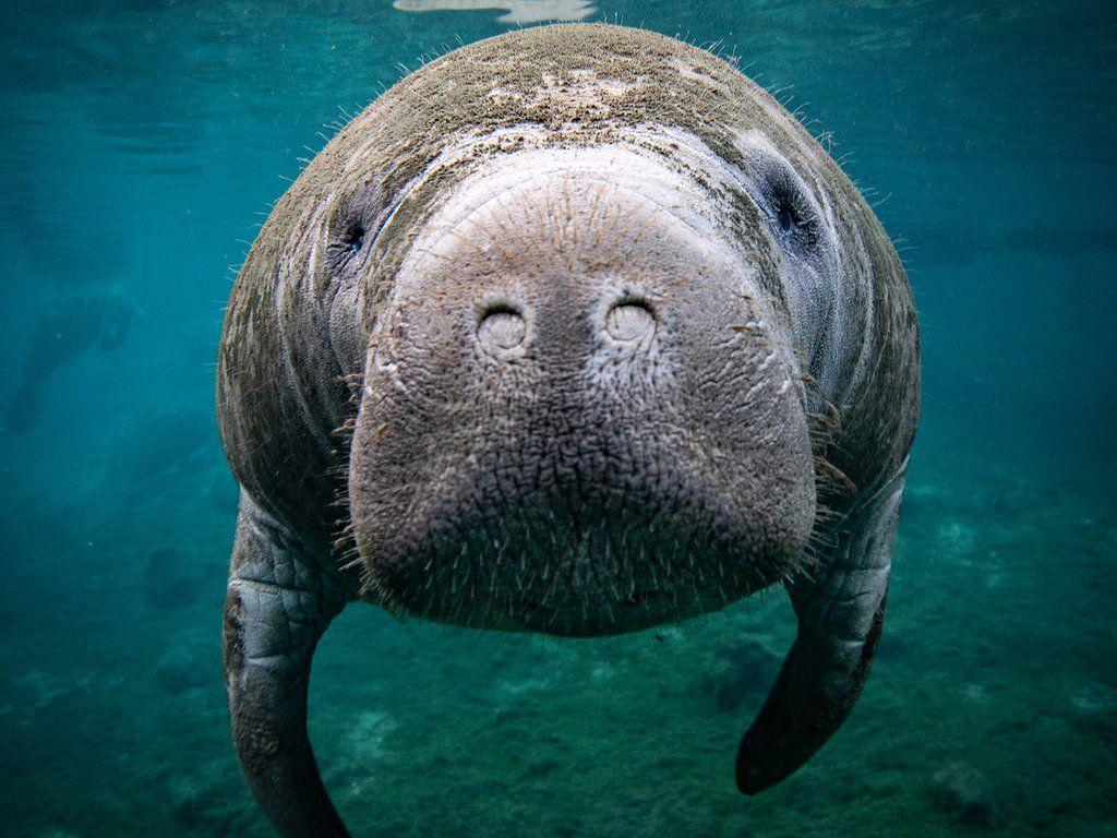 Manatee HD Wallpapers - Top Free Manatee HD Backgrounds - WallpaperAccess