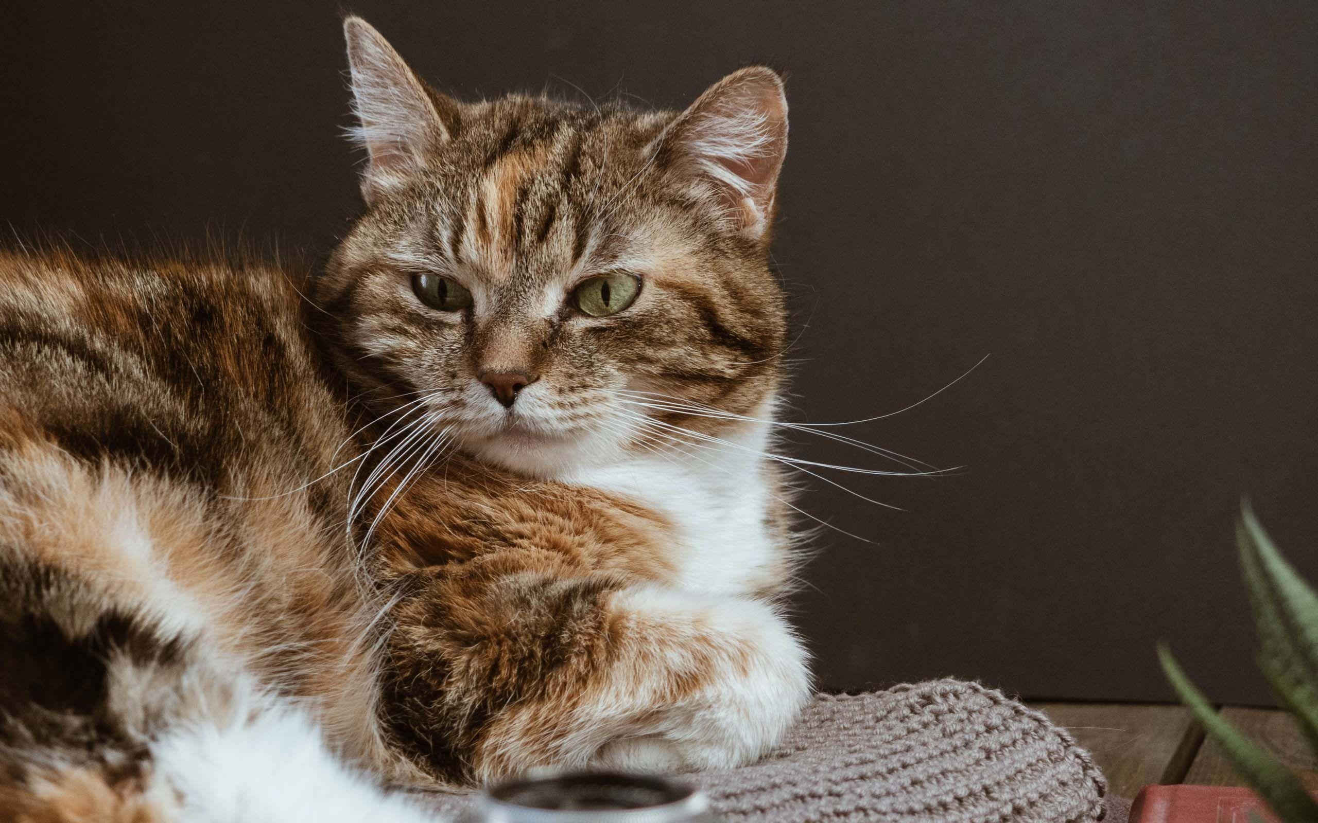 2560x1600 Amazing Desktop Cat Wallpaper June 2020 Edition's Cat T Shirts Like Cats Very Much. Beautiful Cats, Cats, Cat Wallpaper