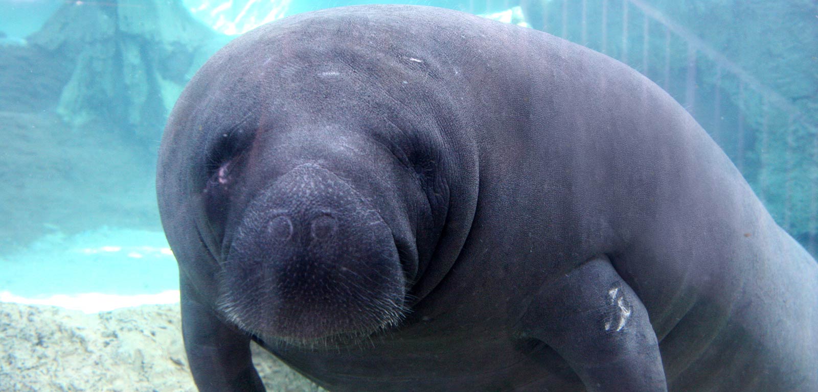 1600x768 Manatee Wallpaper