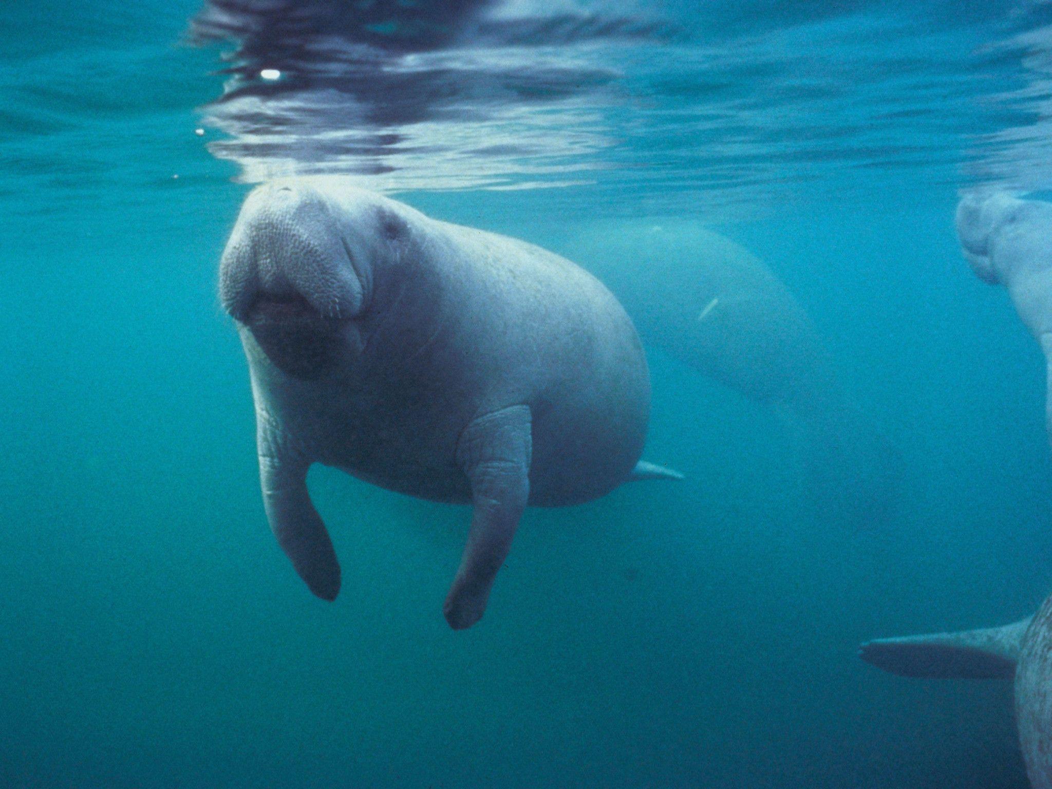 2048x1536 Manatee Wallpaper
