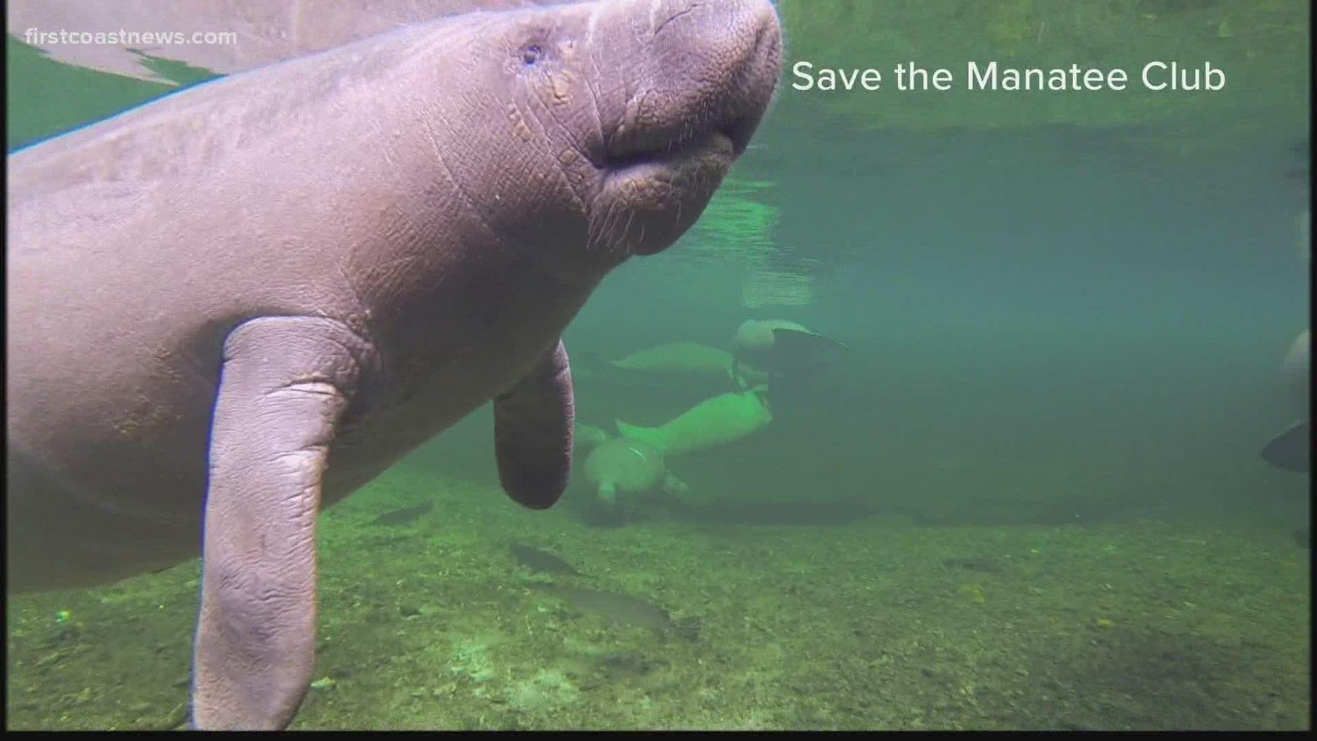 1920x1080 Pandemic leads to more boaters, higher deaths for manatees