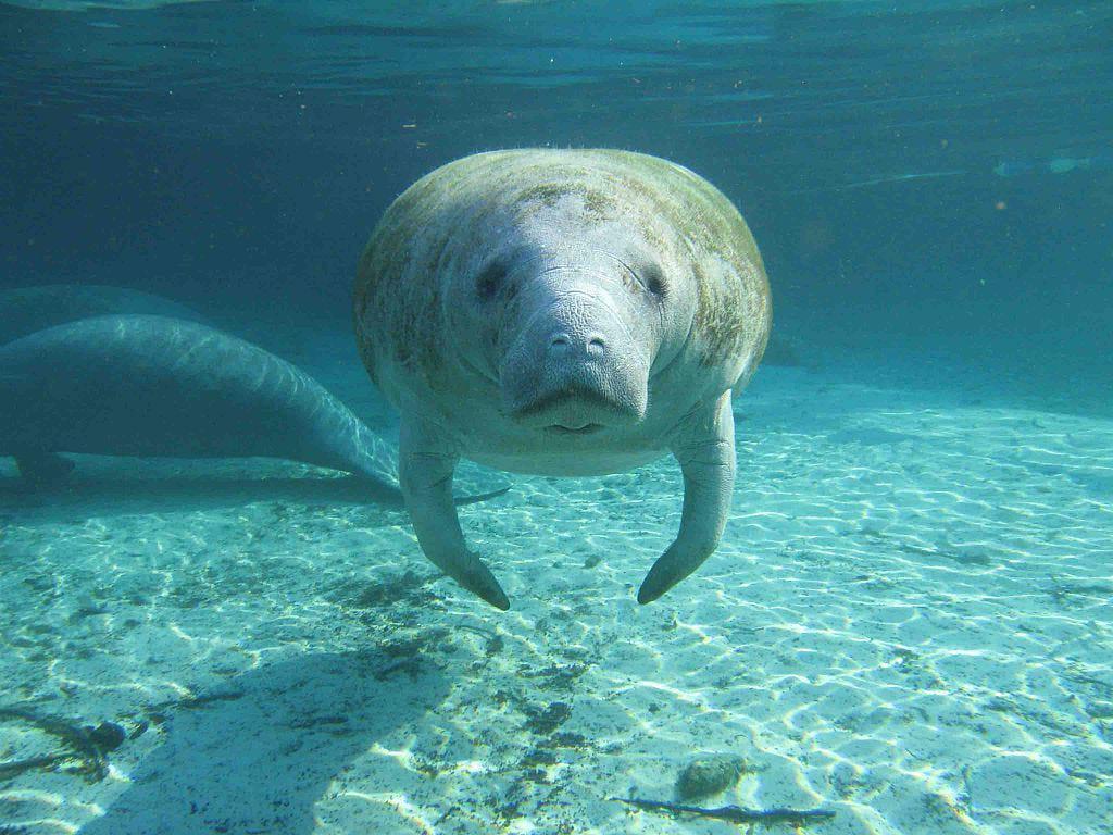 1024x768 beautiful photo of manatees in honor of Manatee Awareness Month