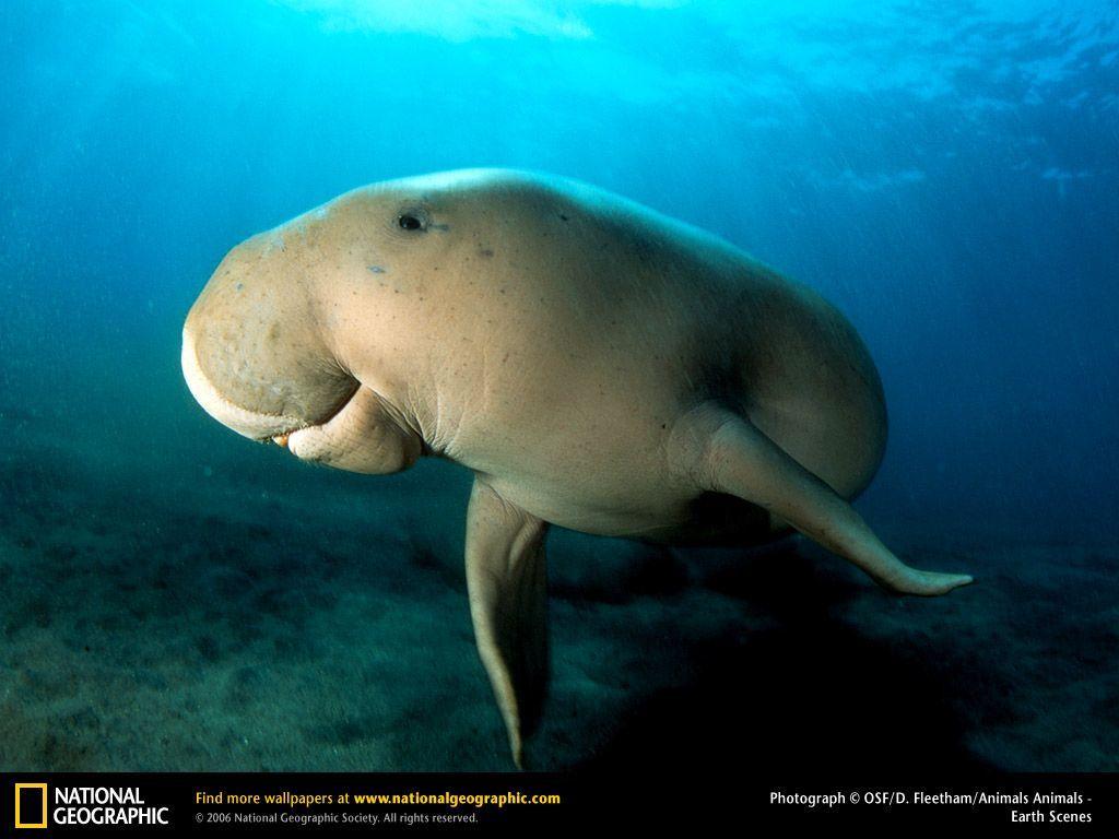 1024x768 Dugong Picture, Dugong Desktop Wallpaper, Free Wallpaper, Download, Animals. Dugong, Ocean animals, Mammals