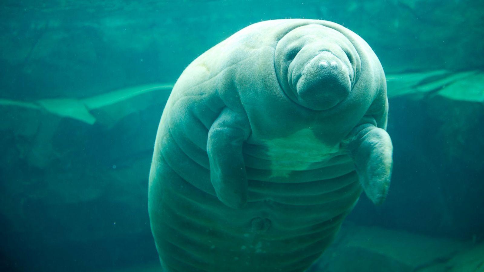 1600x900 Manatee Stranded on Florida Beach After Exhausted From Mating