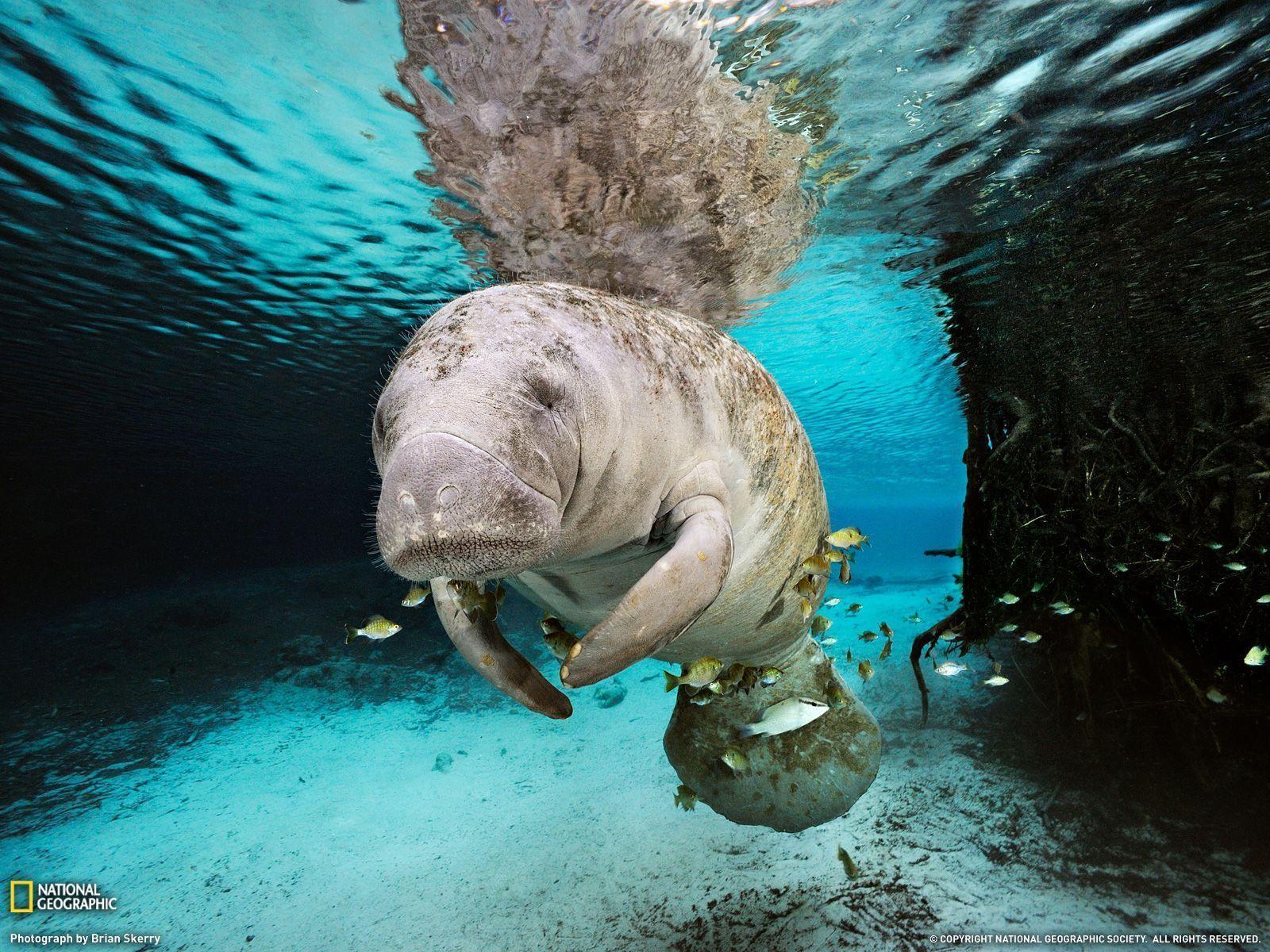 1600x1200 Manatee Wallpaper