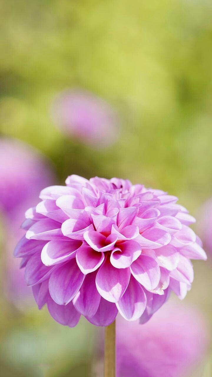 720x1280 Oppo f1s. Flowers, Beautiful flowers, Plants