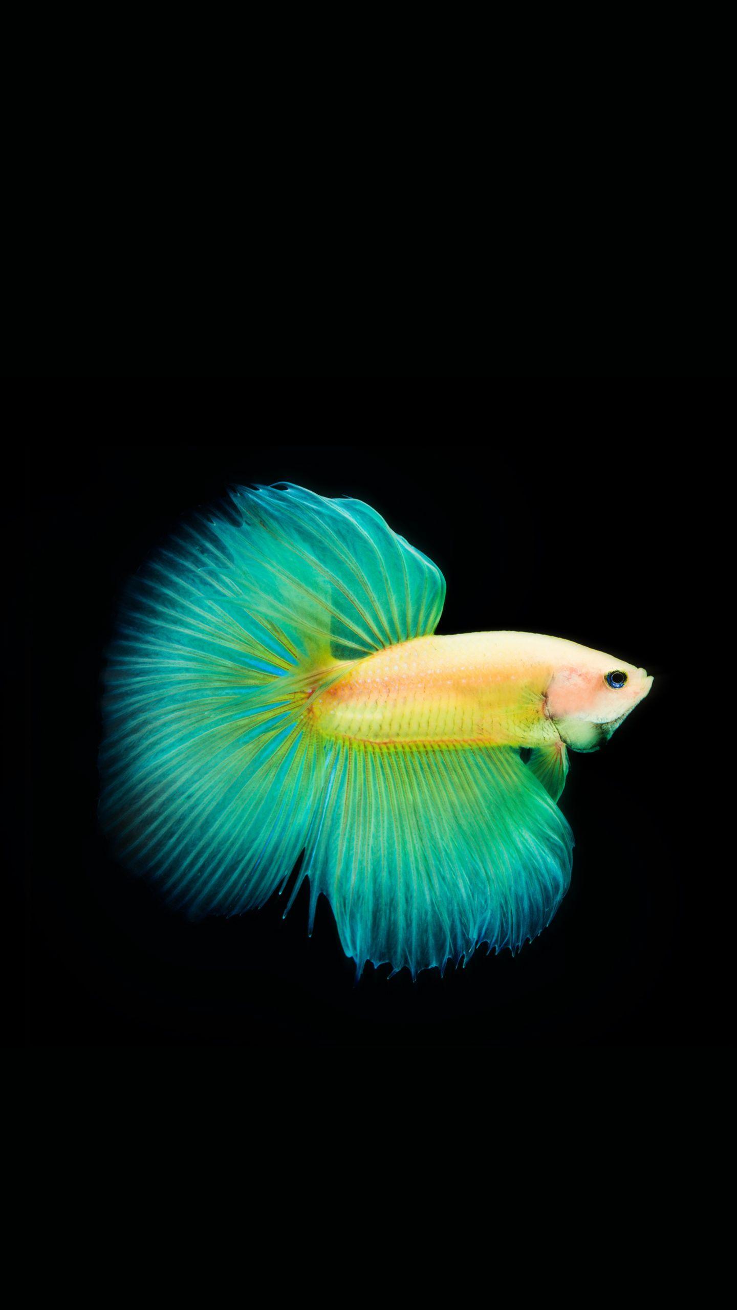 1440x2560 Super AMOLED Wallpaper. Samsung AMOLED Wallpaper, AMOLED Background and AMOLED Wallpaper