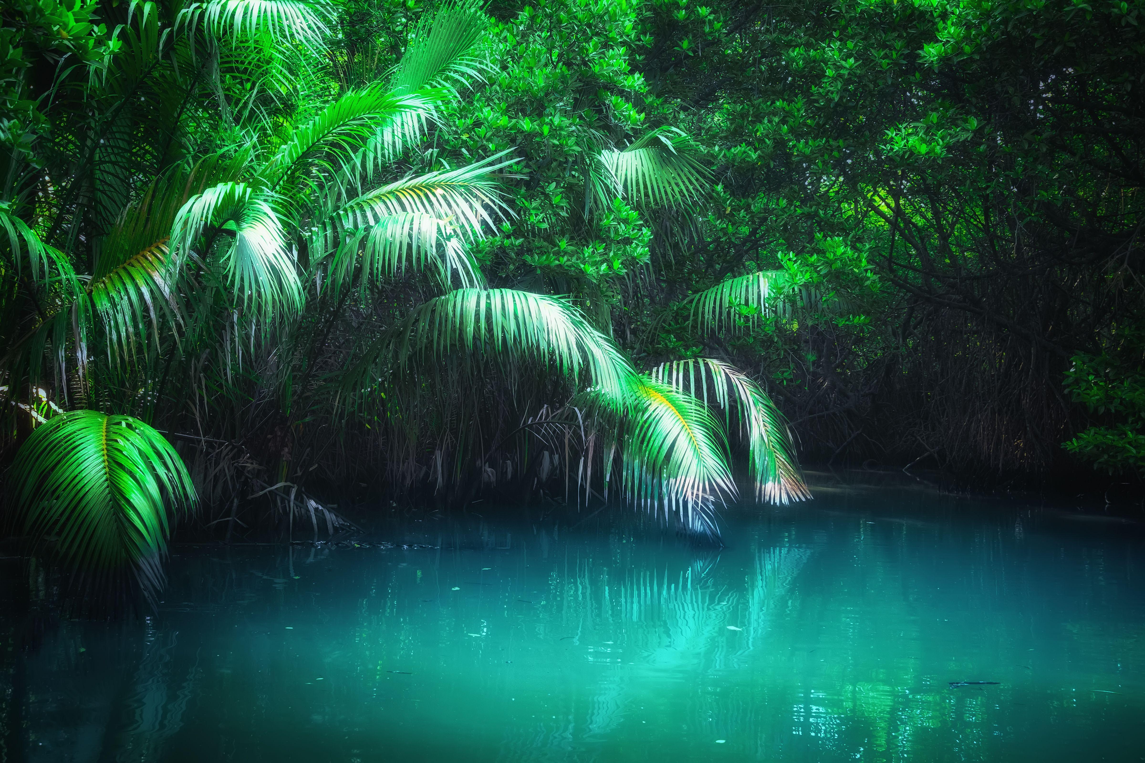 4800x3200 Fantasy Jungle Landscape in Mangrove rain forest
