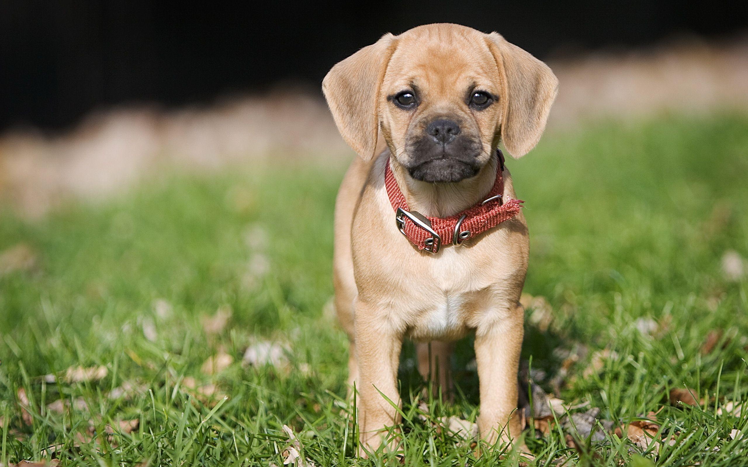 2560x1600 Picture Pug Dogs animal 2560x1600