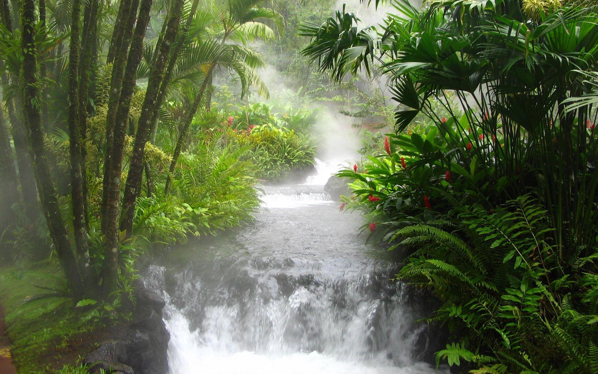 Jungle Landscape Wallpapers Top Free Jungle Landscape Backgrounds