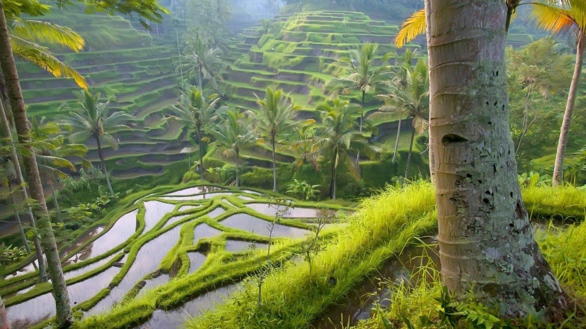 1920x1080 Landscape Desktop Wallpaper → 811050 Free Jungle Wall Paper