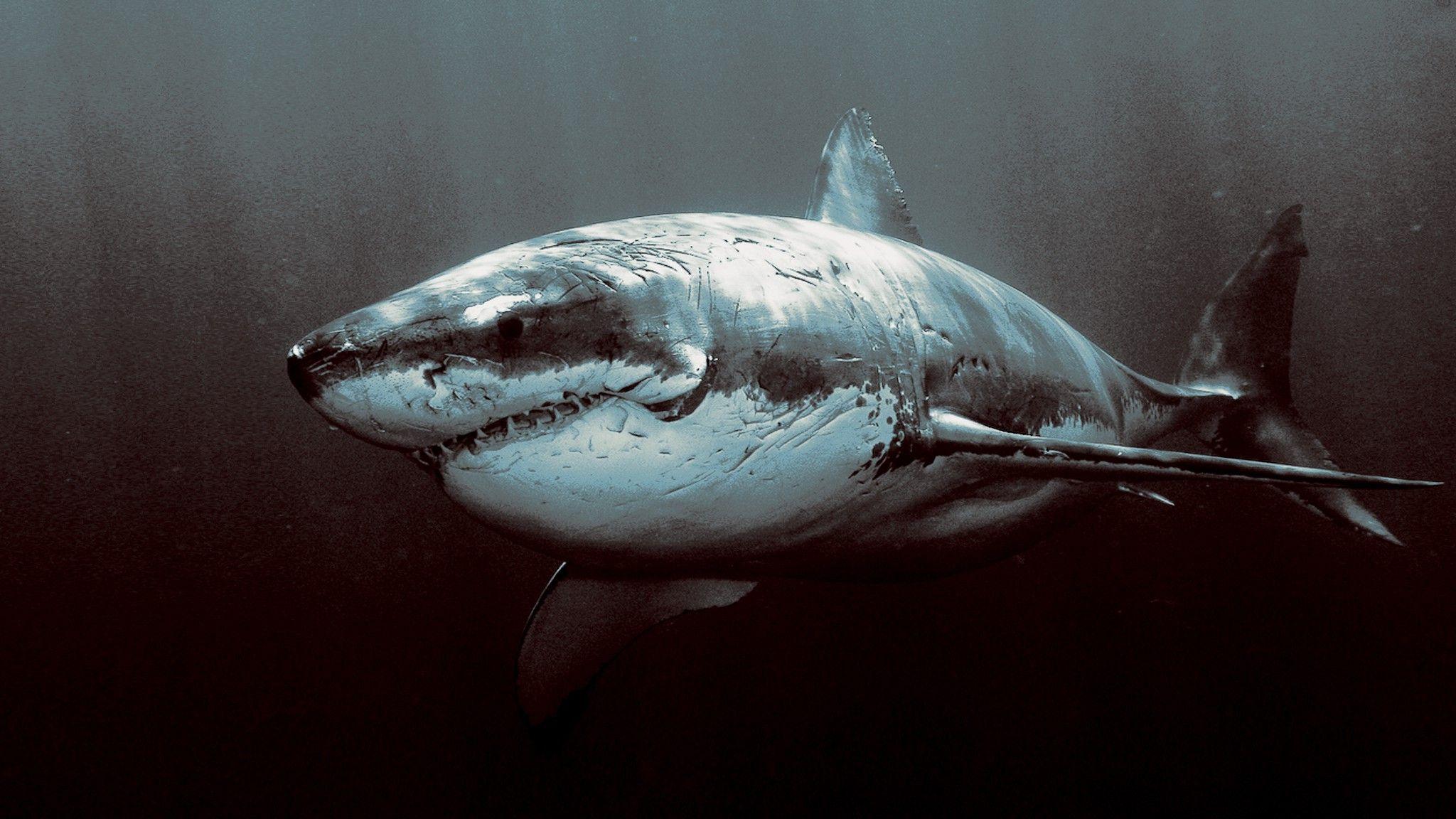 2048x1152 Great White Shark Dark HD Wallpaper