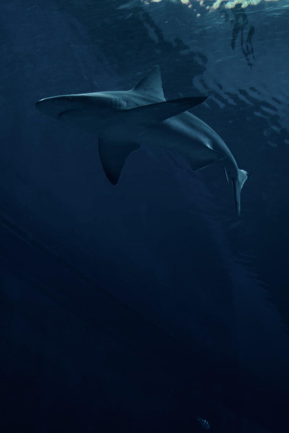 1000x1500 Shark Wallpaper: Free HD Download [HQ]