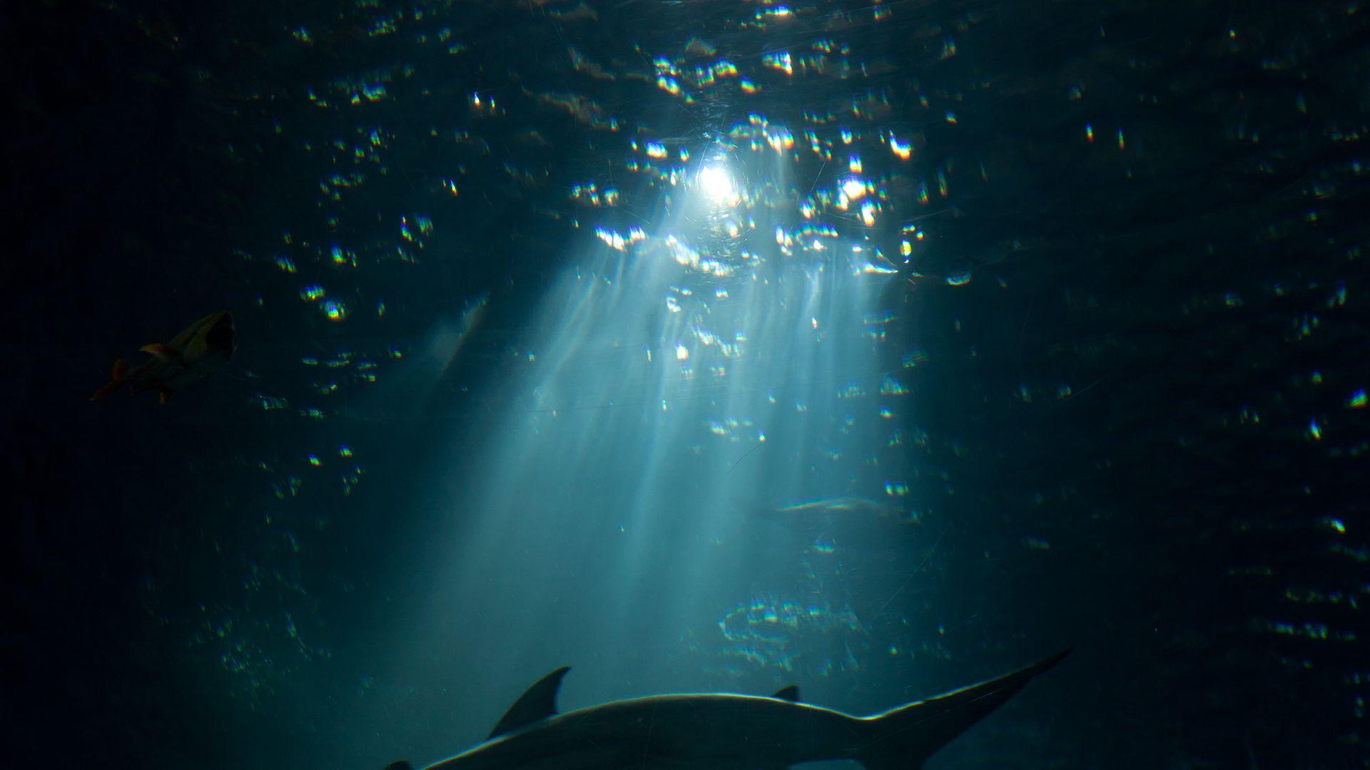 1920x1080 Download wallpaper 1920x1080 shark, underwater world, dark full hd, hdtv, fhd, 1080p HD background