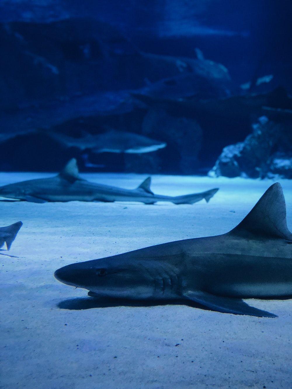 1000x1333 Shark Wallpaper: Free HD Download [HQ]