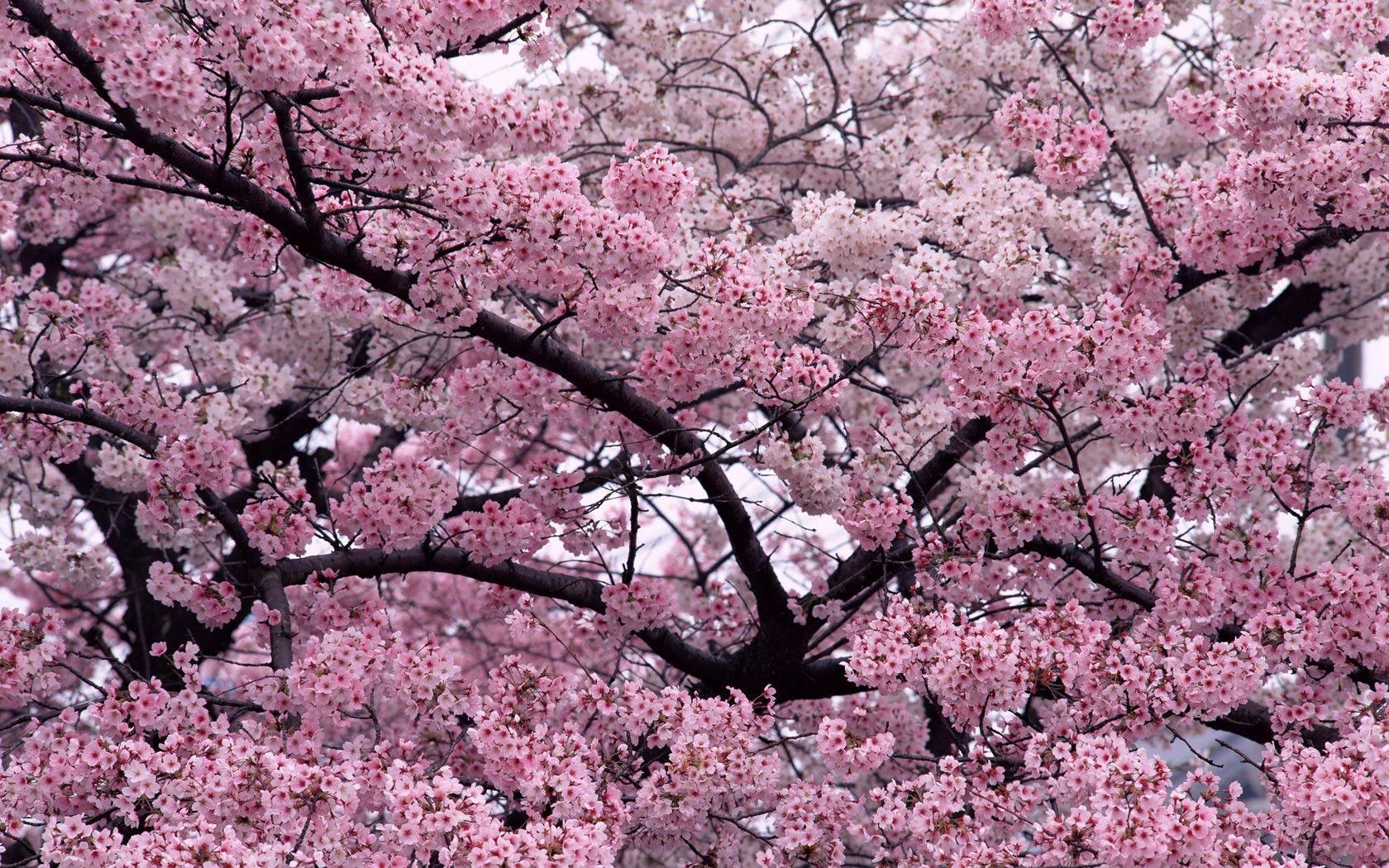 1680x1050 Flower: Sooo Beautifuuuul Sakura Scenic Nice Trees Blossom Beautiful