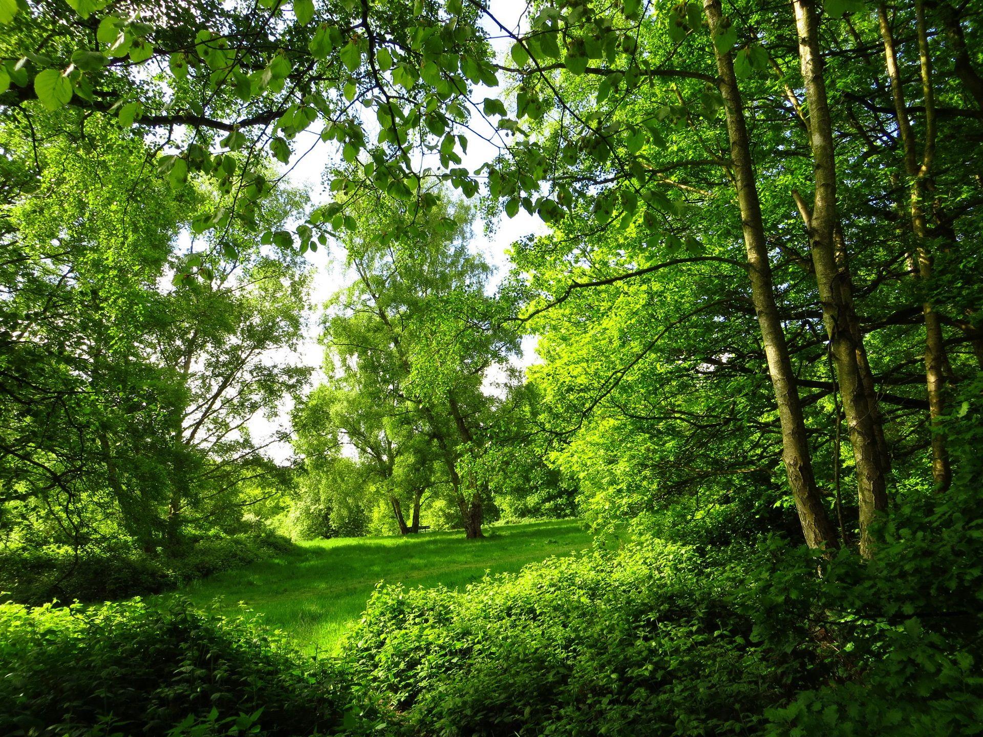 1920x1440 Wallpaper Park, summer, London, trees, forest, green 1920x1440 HD Picture, Image