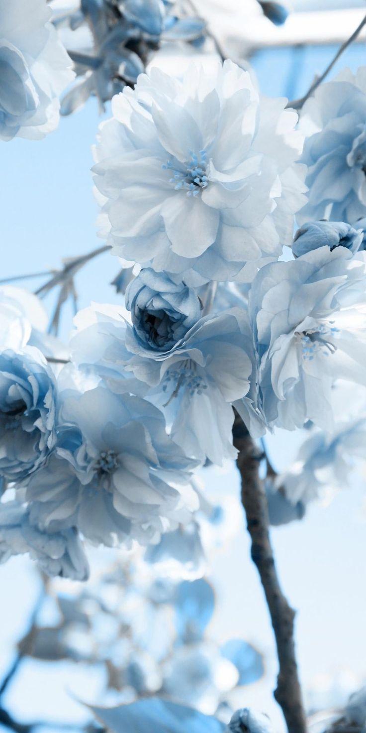 Pinterest Blue Wallpapers Top Free Pinterest Blue Backgrounds 