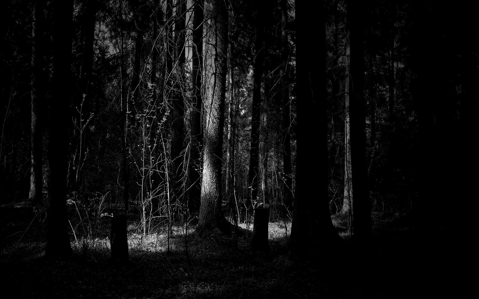 1920x1200 Free download 45 Dark Forest Desktop Wallpaper Download [1920x1200] for your Desktop, Mobile & Tablet. Explore Dark Forest Desktop Wallpaper. Forest Wallpaper Dark, Dark Forest Wallpaper, Dark Forest Wallpaper