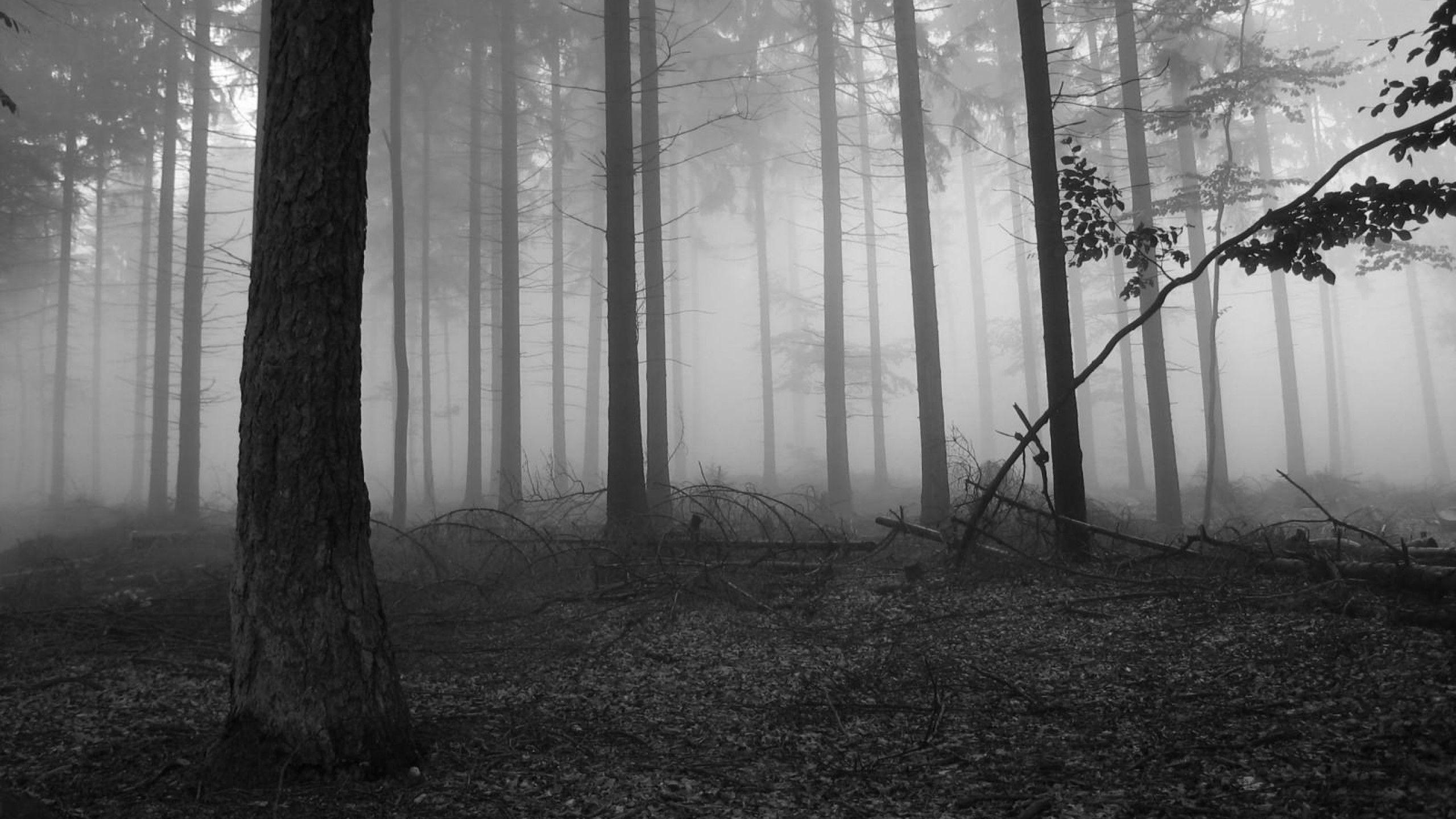 2560x1440 Spooky Forest