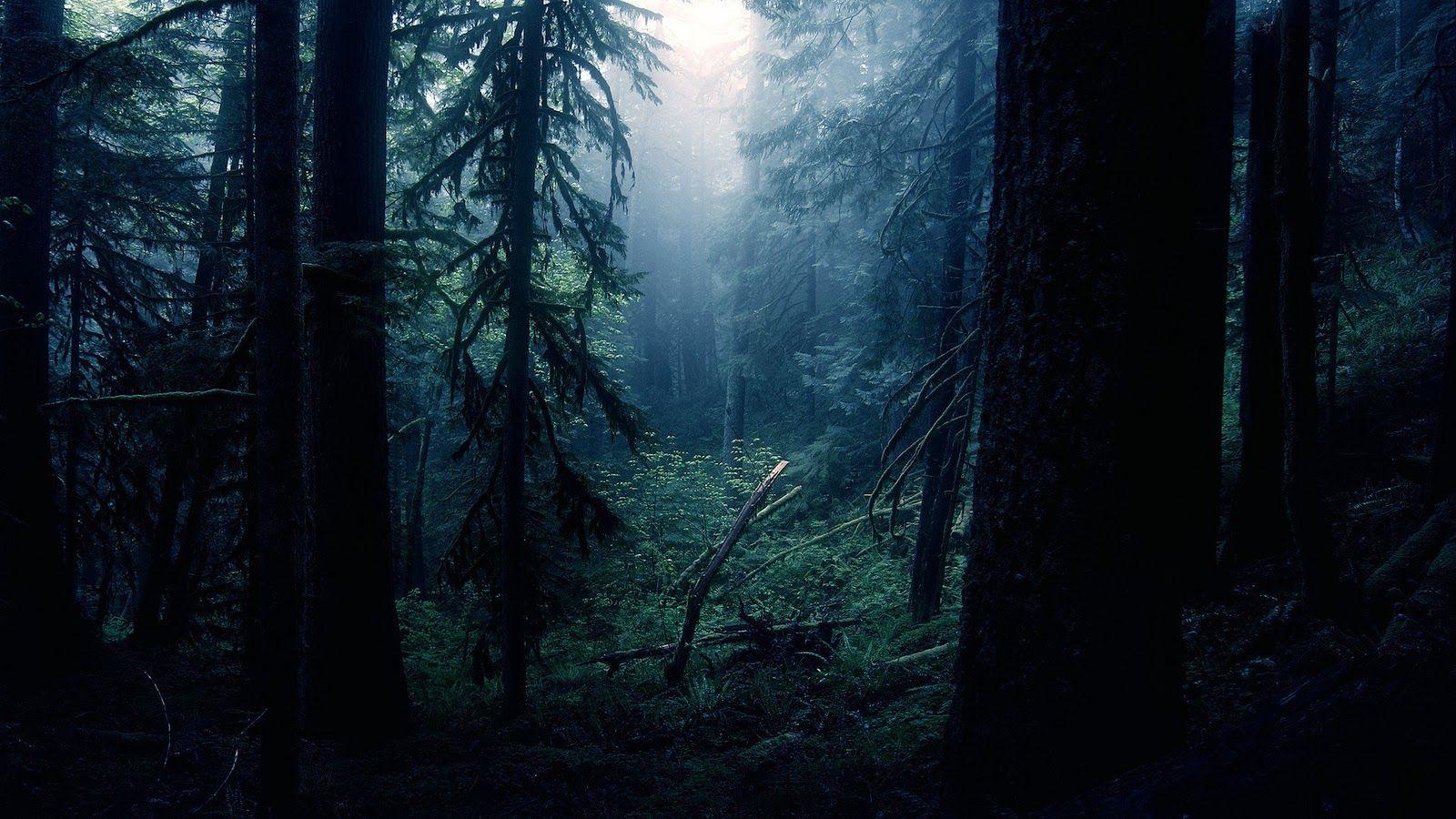 1600x900 Wallpaper HD Desktop Wallpaper: Dark Forest HD Desktop Wallpaper