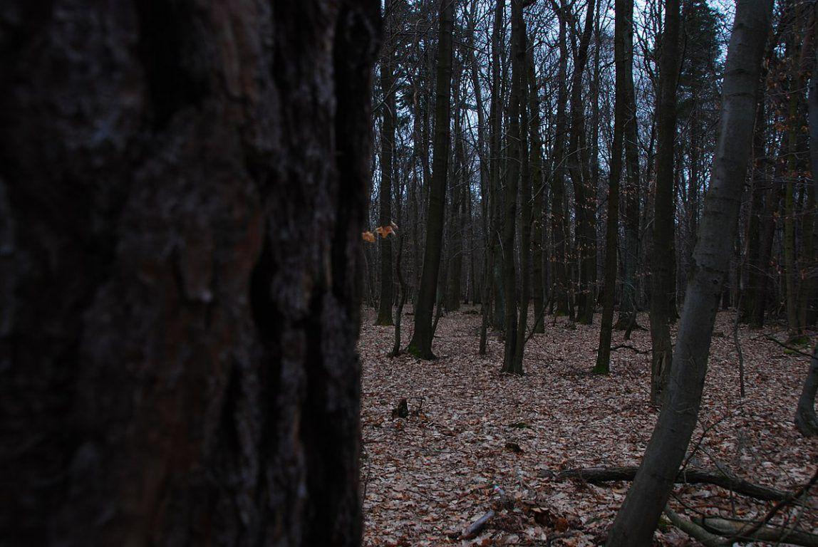 1148x768 Dark Forest Wallpaper, Amazing, Dark, Forest, Nature, Wallpaper, Nature
