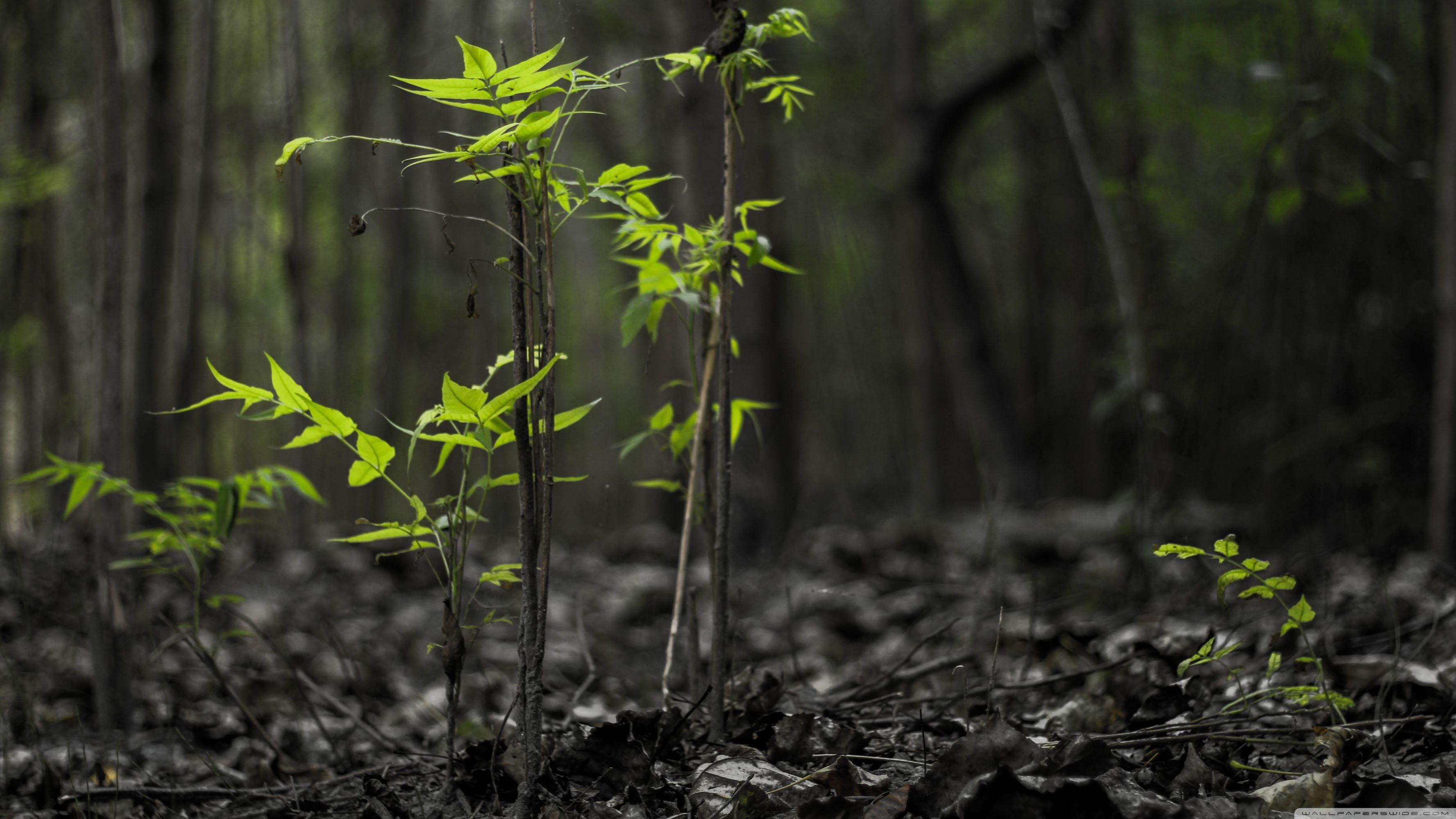 3554x1999 Black Forest Ultra HD Desktop Background Wallpaper for 4K UHD TV : Widescreen & UltraWide Desktop & Laptop : Multi Display, Dual Monitor : Tablet
