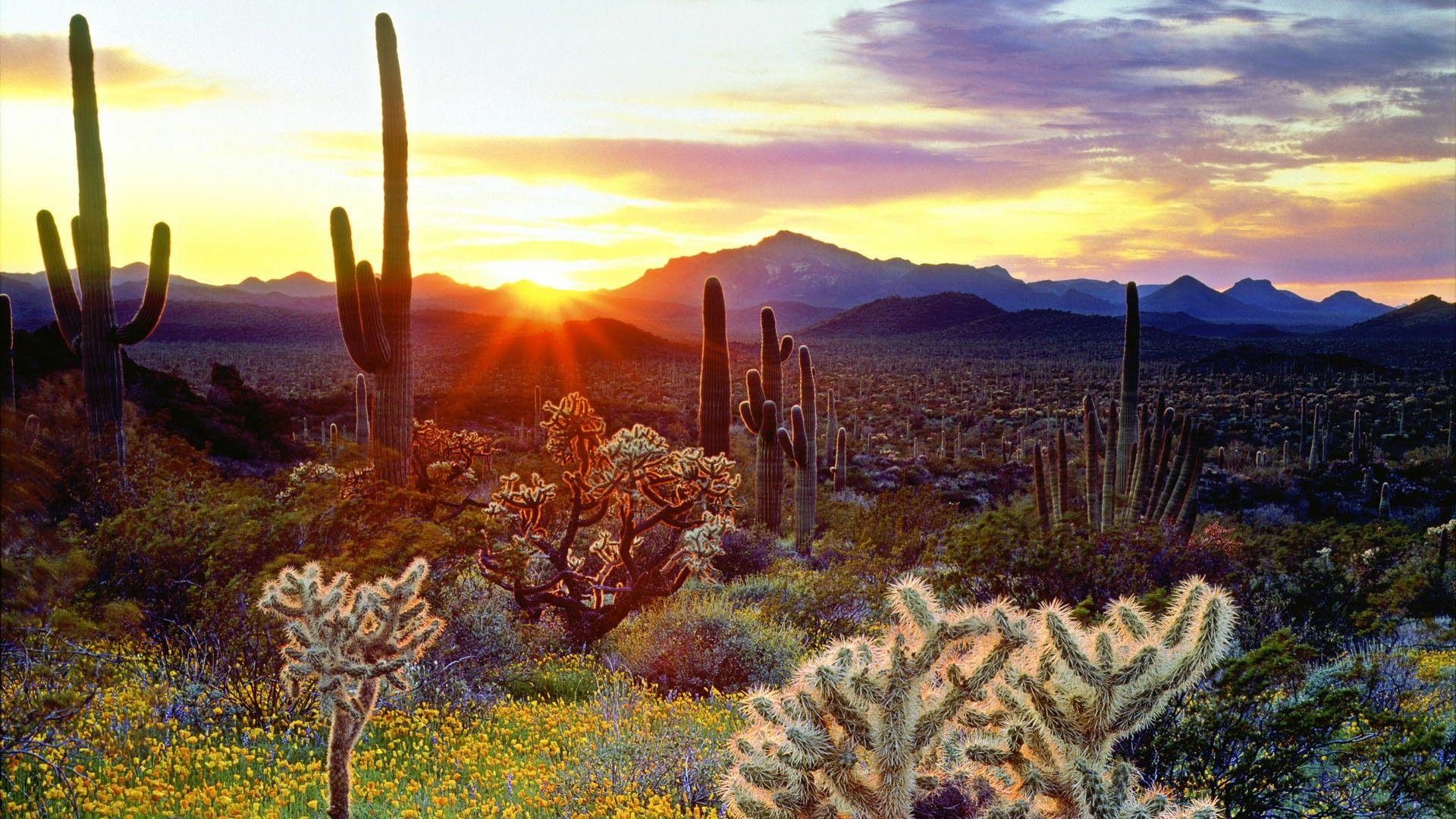 Sa mạc Sonoran - một mảnh đất hoang sơ với những khung cảnh tuyệt đẹp vô cùng độc đáo. Cảm nhận được sự yên tĩnh của sa mạc, từ những cát vàng đến những đỉnh núi cao trước khi nhìn thấy được bầu trời rực rỡ khi hoàng hôn buông xuống.