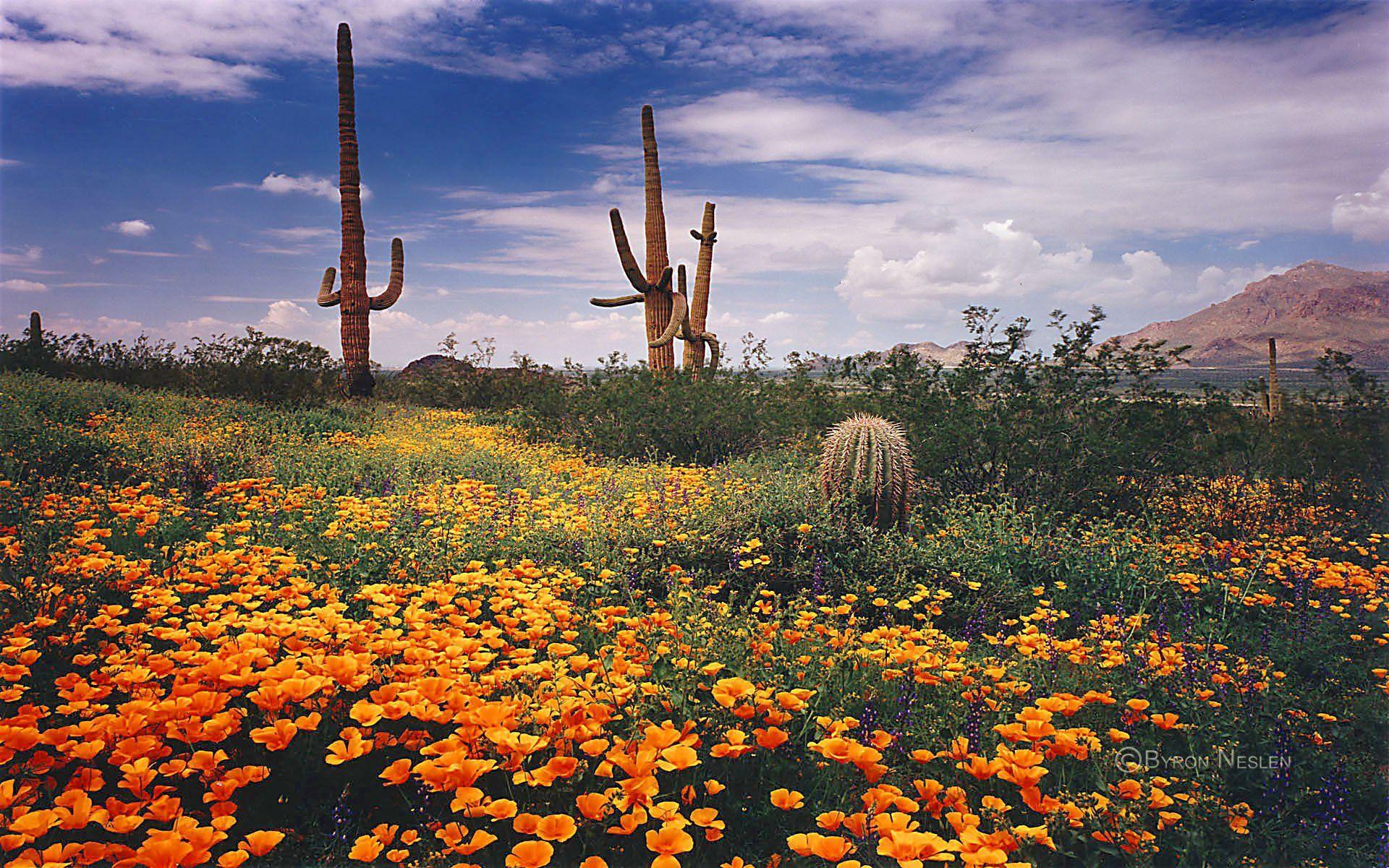 1920x1200 Sonoran Desert