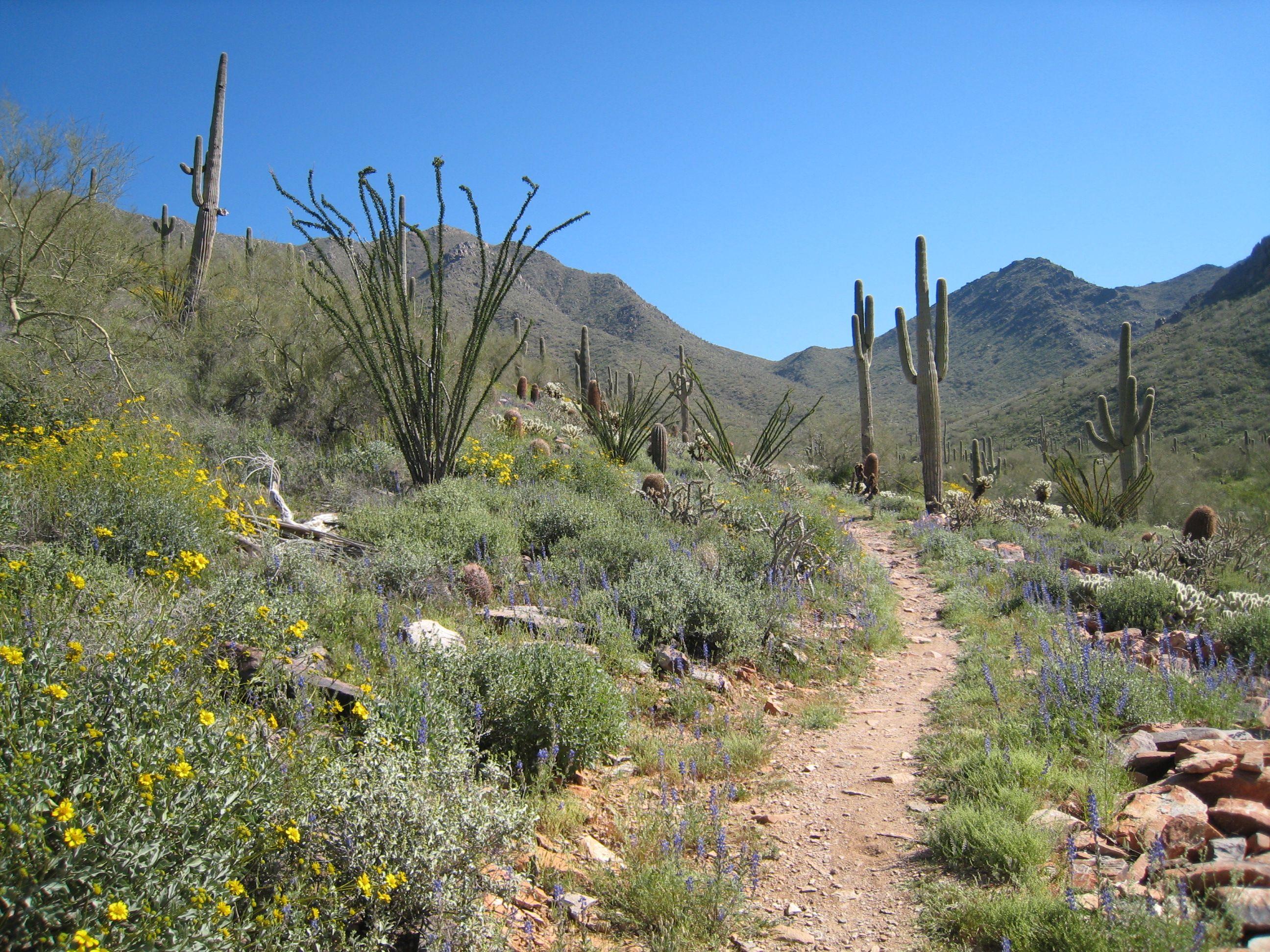 Sonoran Desert Wallpapers - Top Free Sonoran Desert Backgrounds 