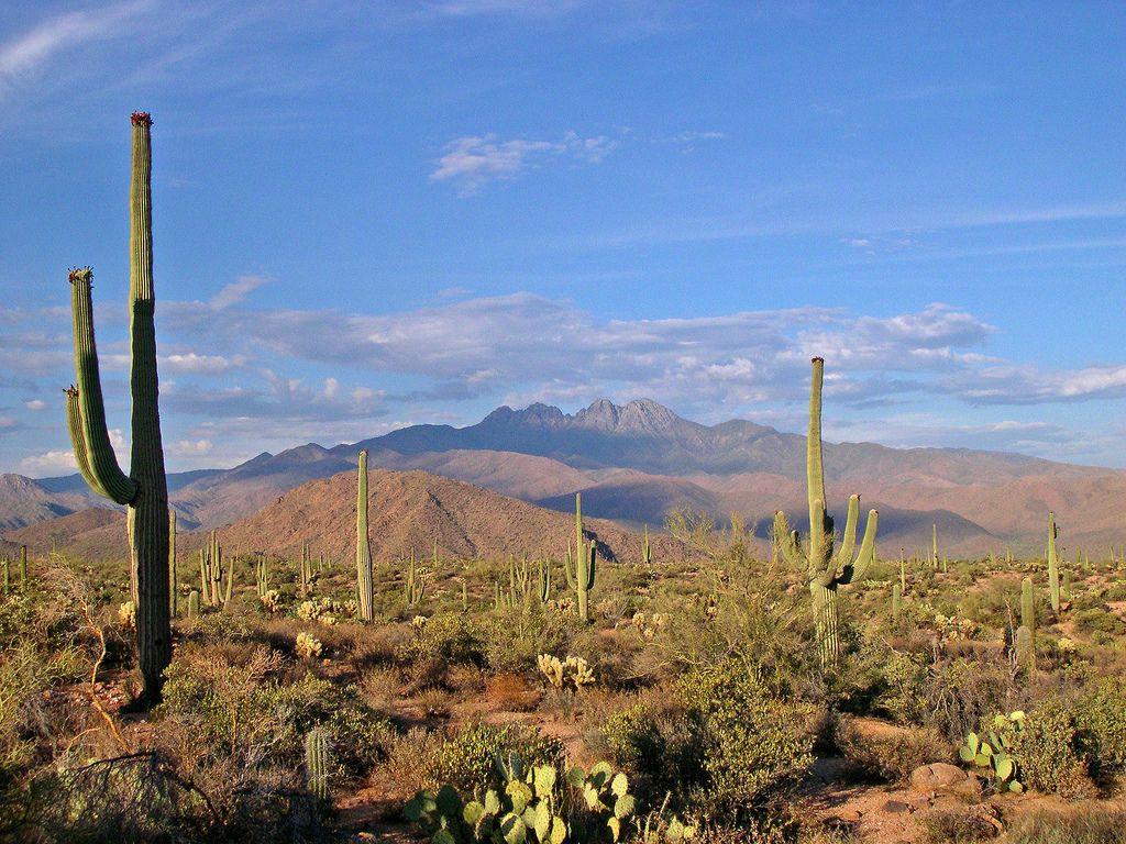 1024x768 Sonoran desert landscape