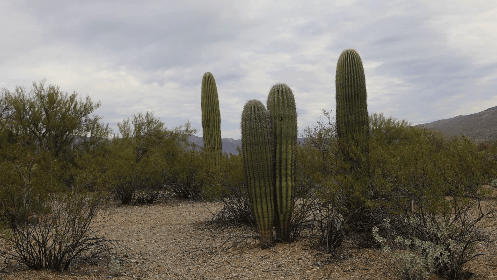 Sonoran Desert Wallpapers - Top Free Sonoran Desert Backgrounds