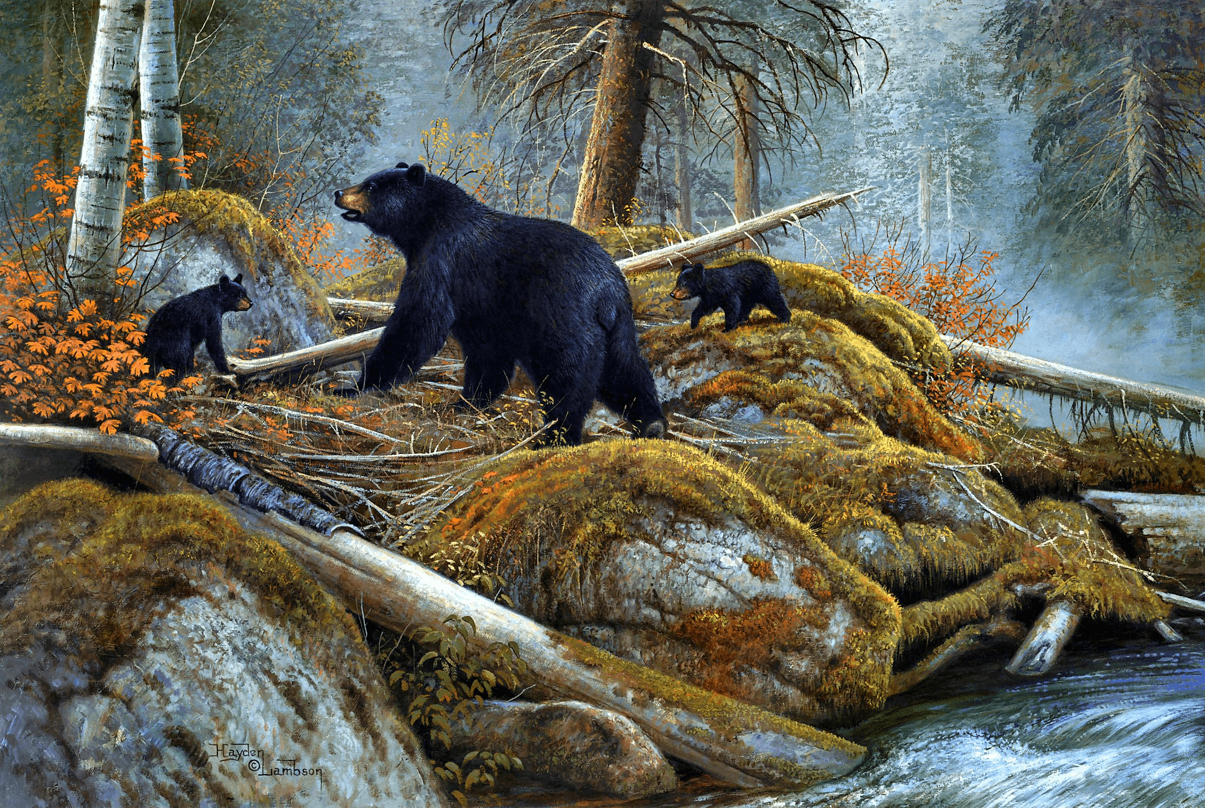 2373x1591 Autumn Black Bear Wallpaper