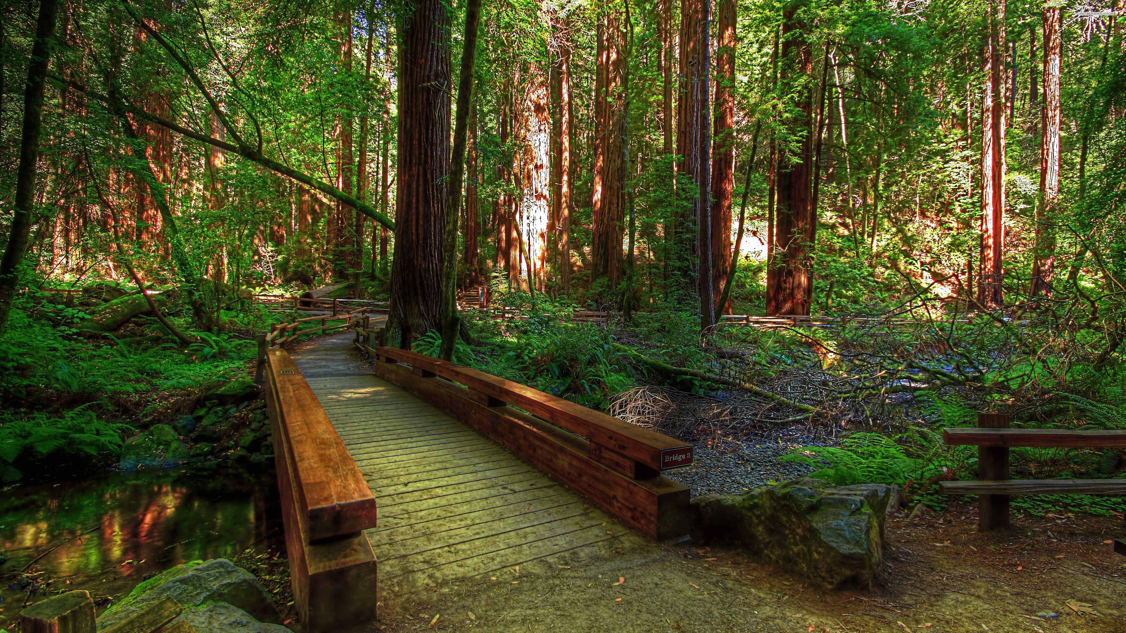 3840x2160 Smallwooden, Bridge, In, The, Forest, , HD Nature Wallpaper, Cool