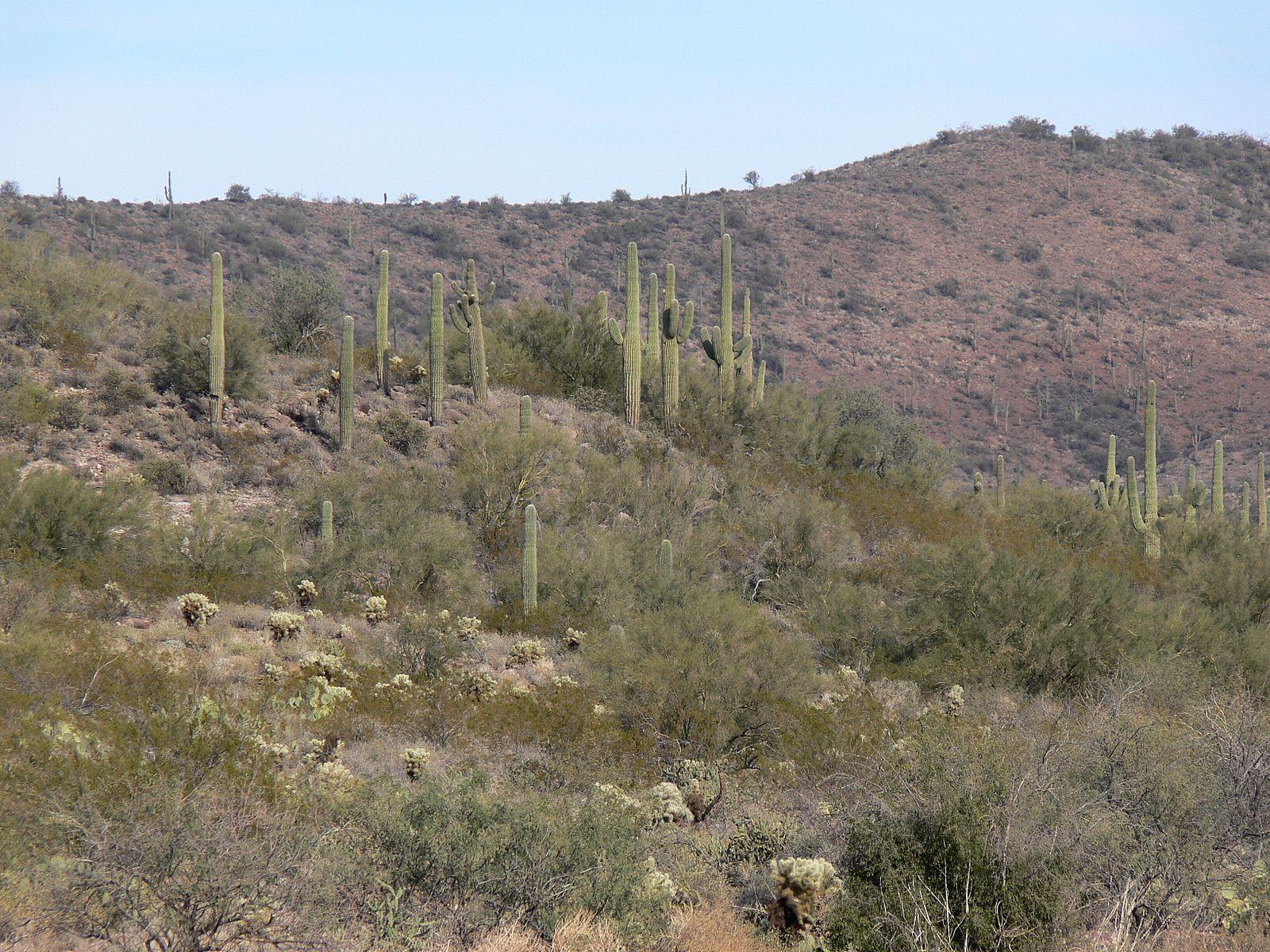 1600x1200 Sonoran Desert N of Phoenix AZ