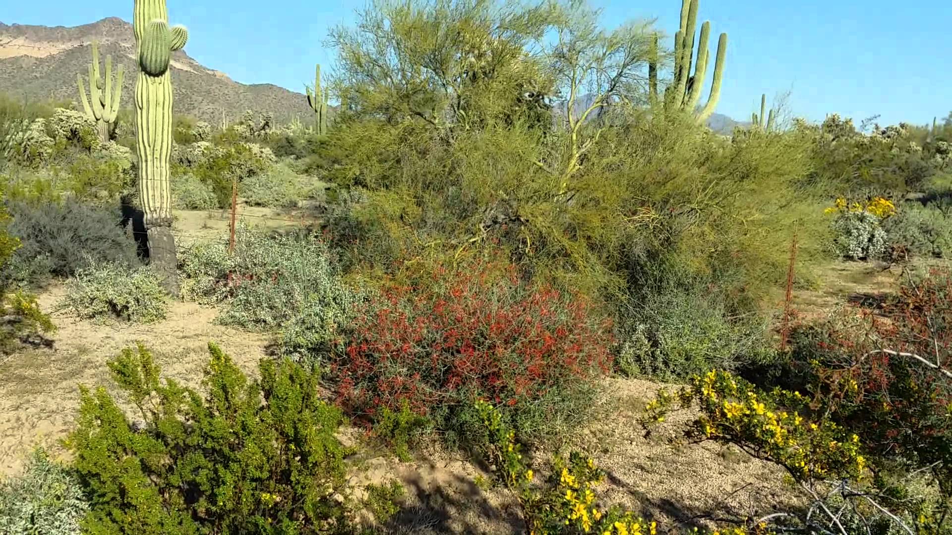 sonoran-desert-wallpapers-top-free-sonoran-desert-backgrounds