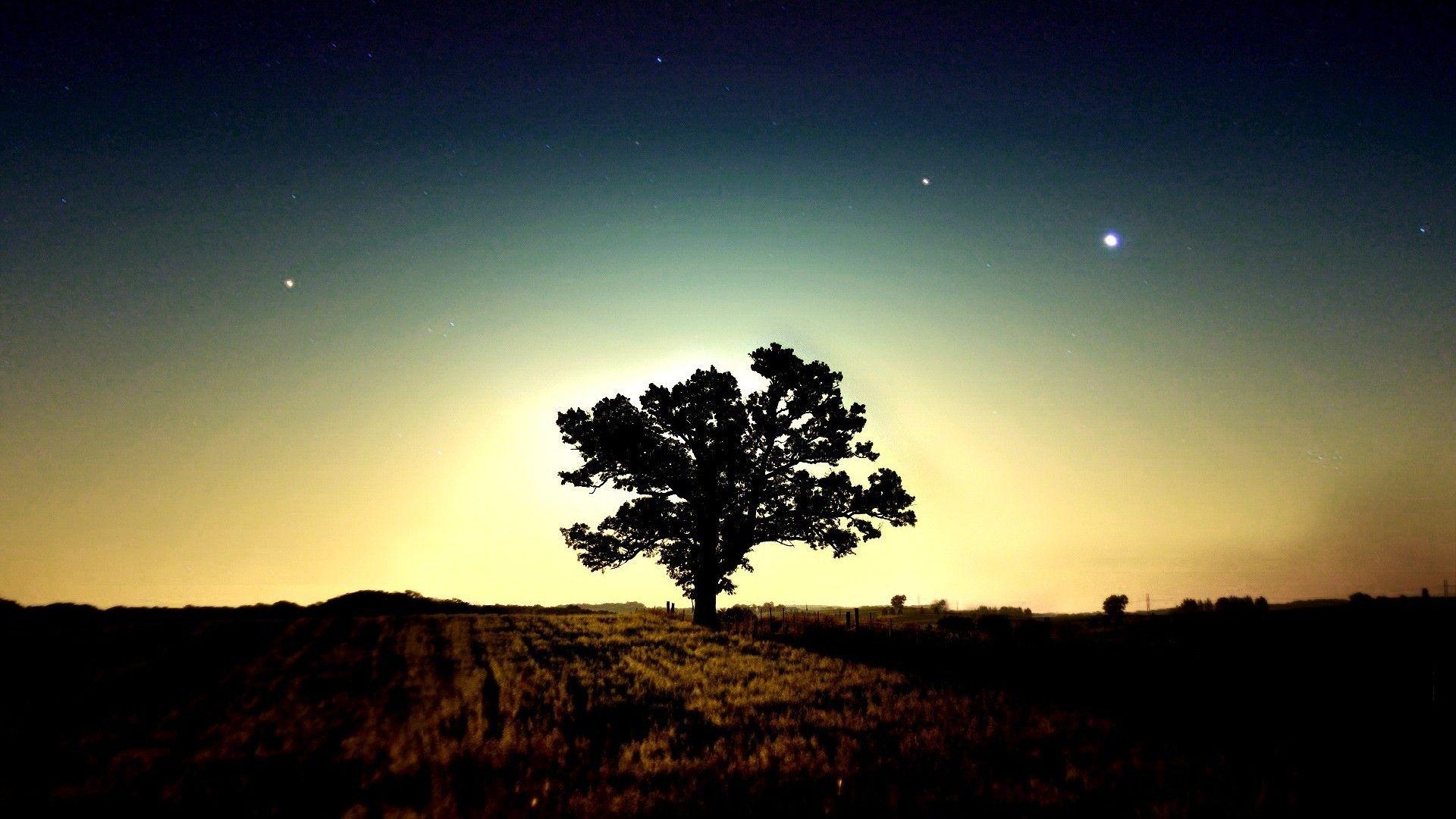 1920x1080 HD Tree Wallpaper Background For Free Download
