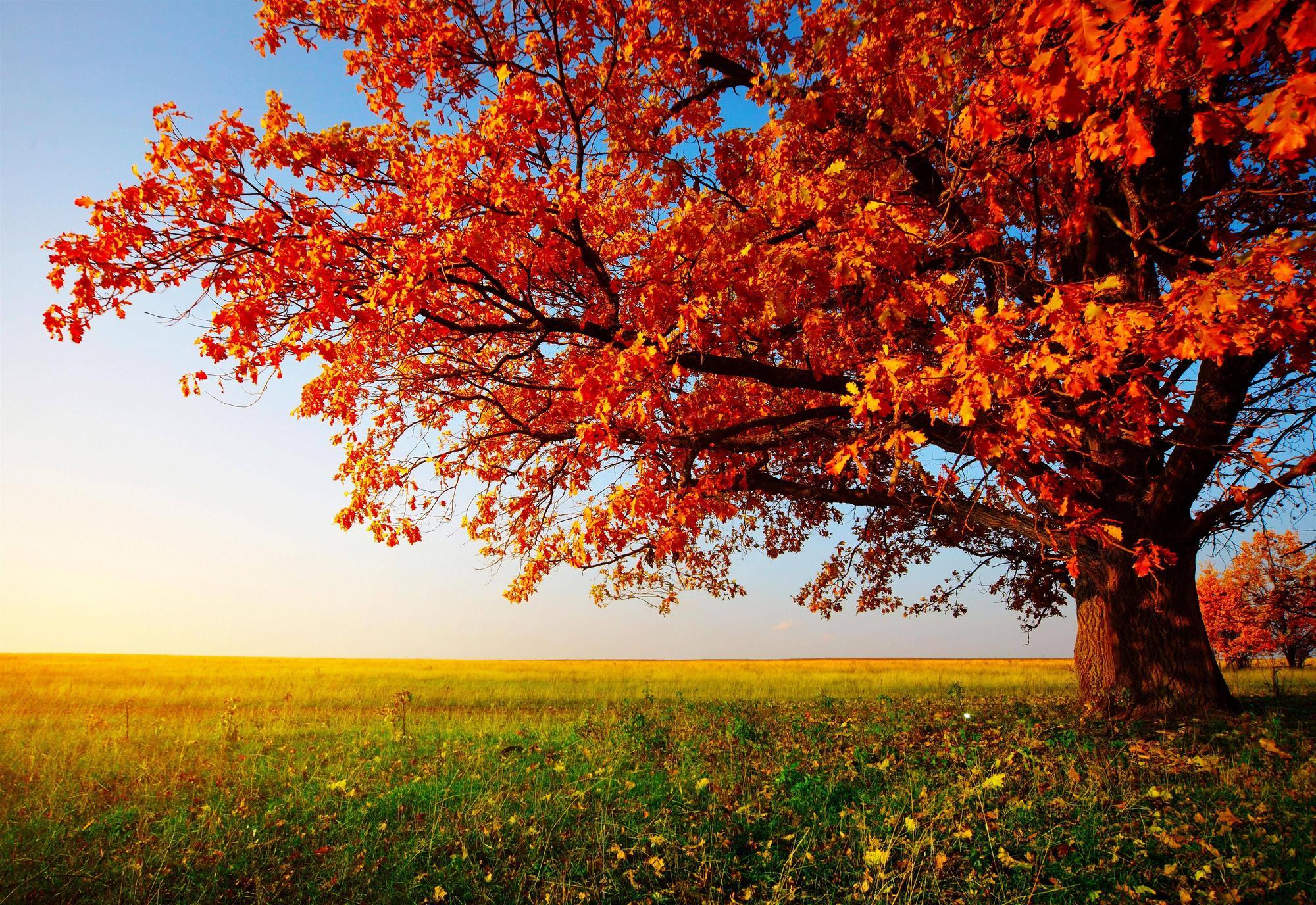 2000x1376 Trees Desktop Wallpaper