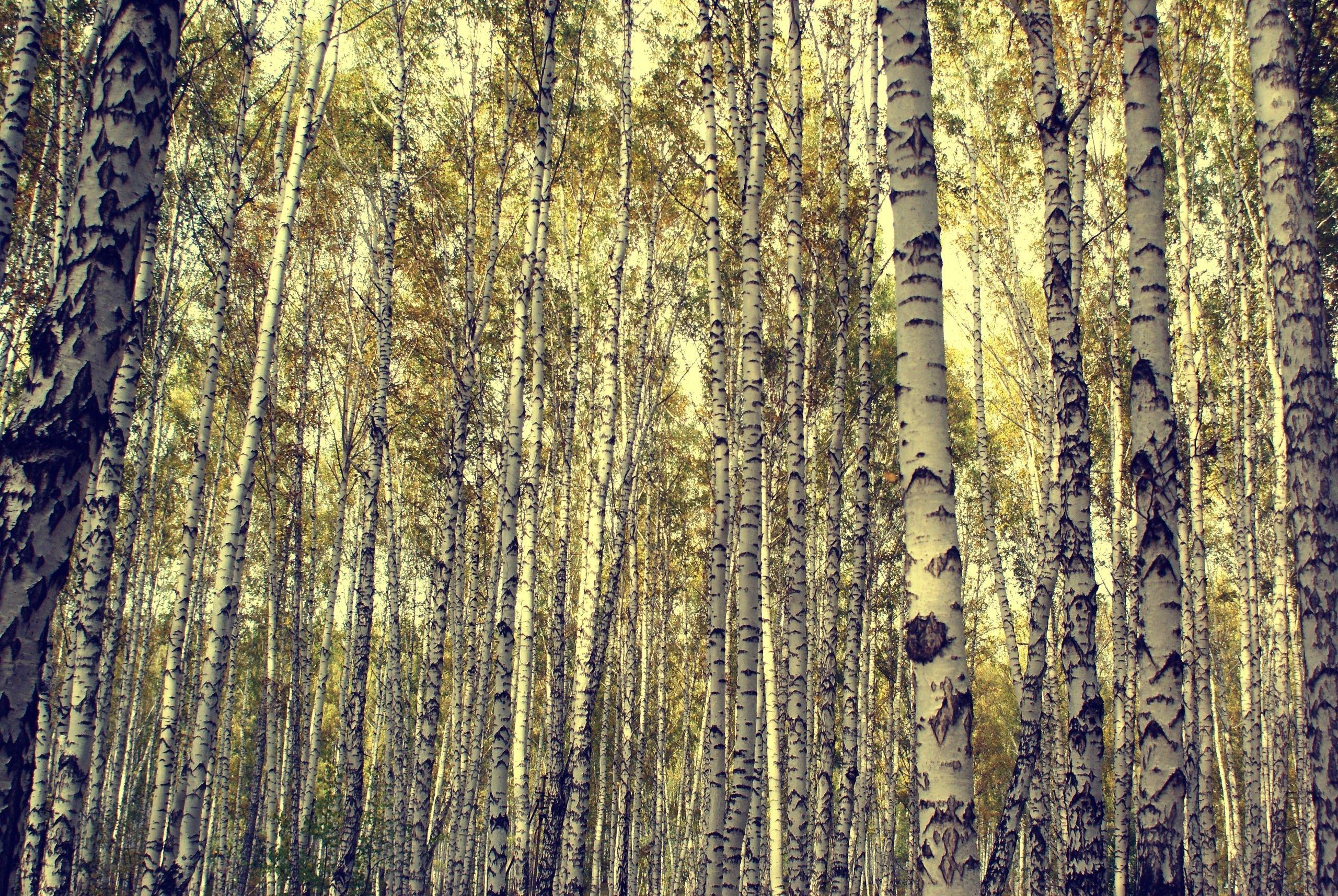 2560x1714 Birch Tree Wallpaper